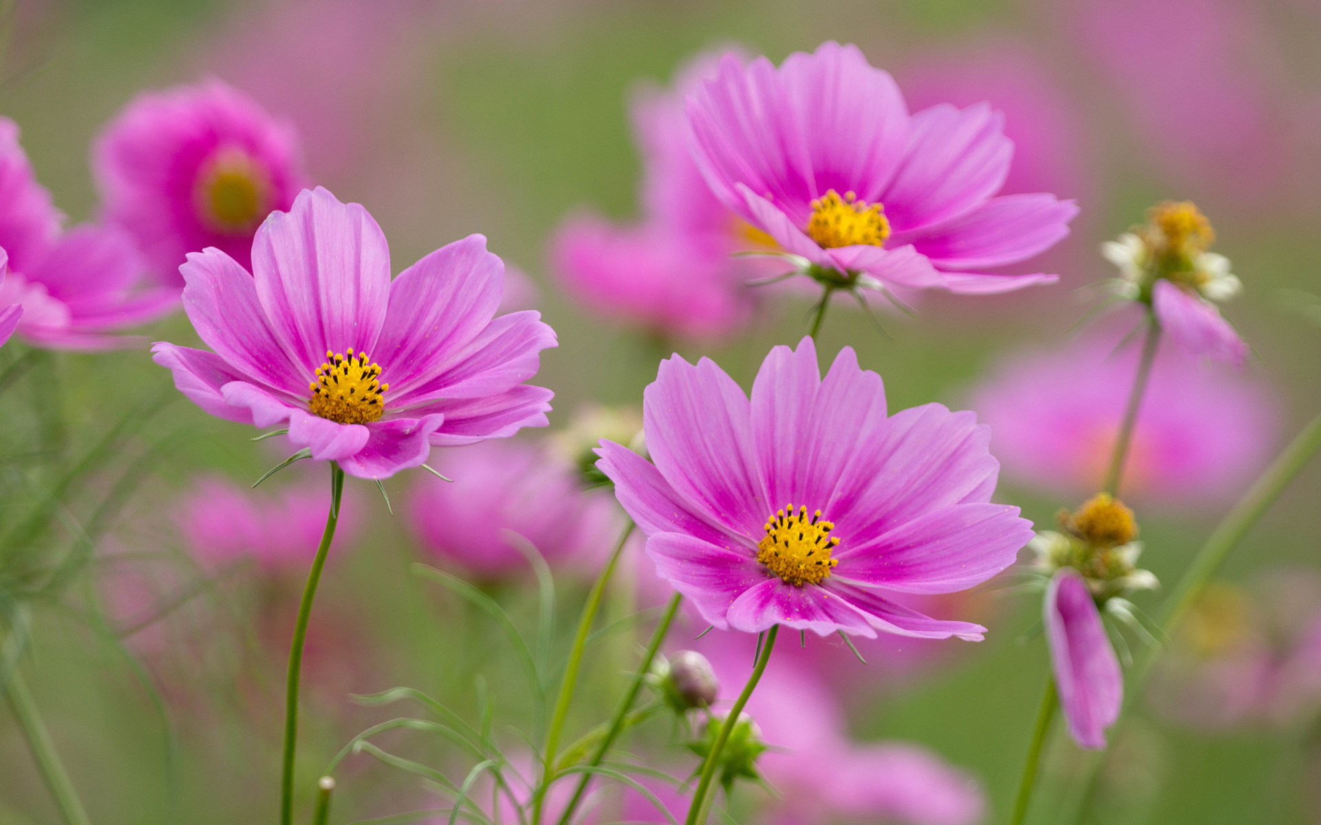 Download mobile wallpaper Cosmos, Pink Flower, Flowers, Nature, Flower, Earth for free.