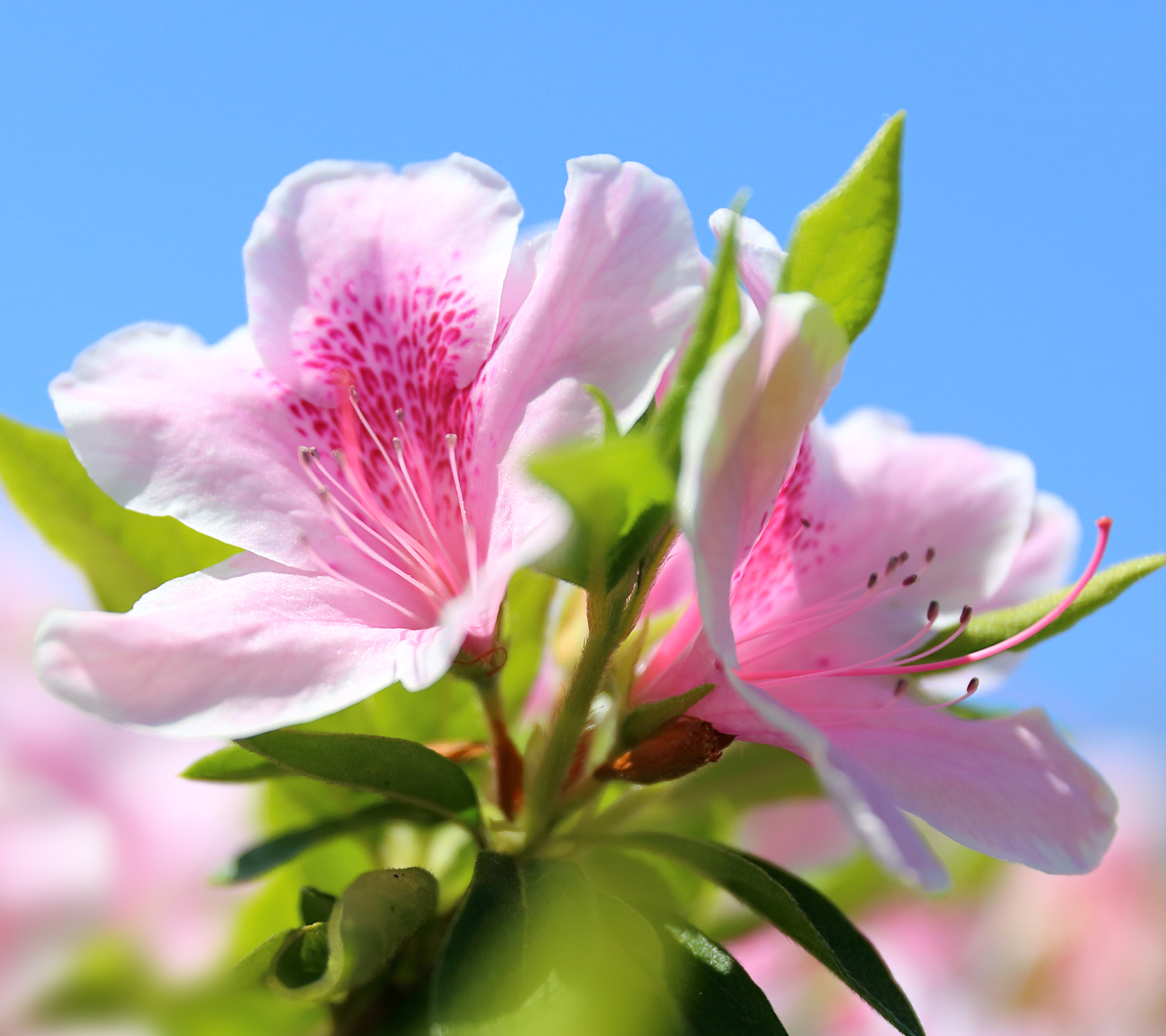 Free download wallpaper Flowers, Flower, Macro, Earth, Spring, Petal, Azalea on your PC desktop