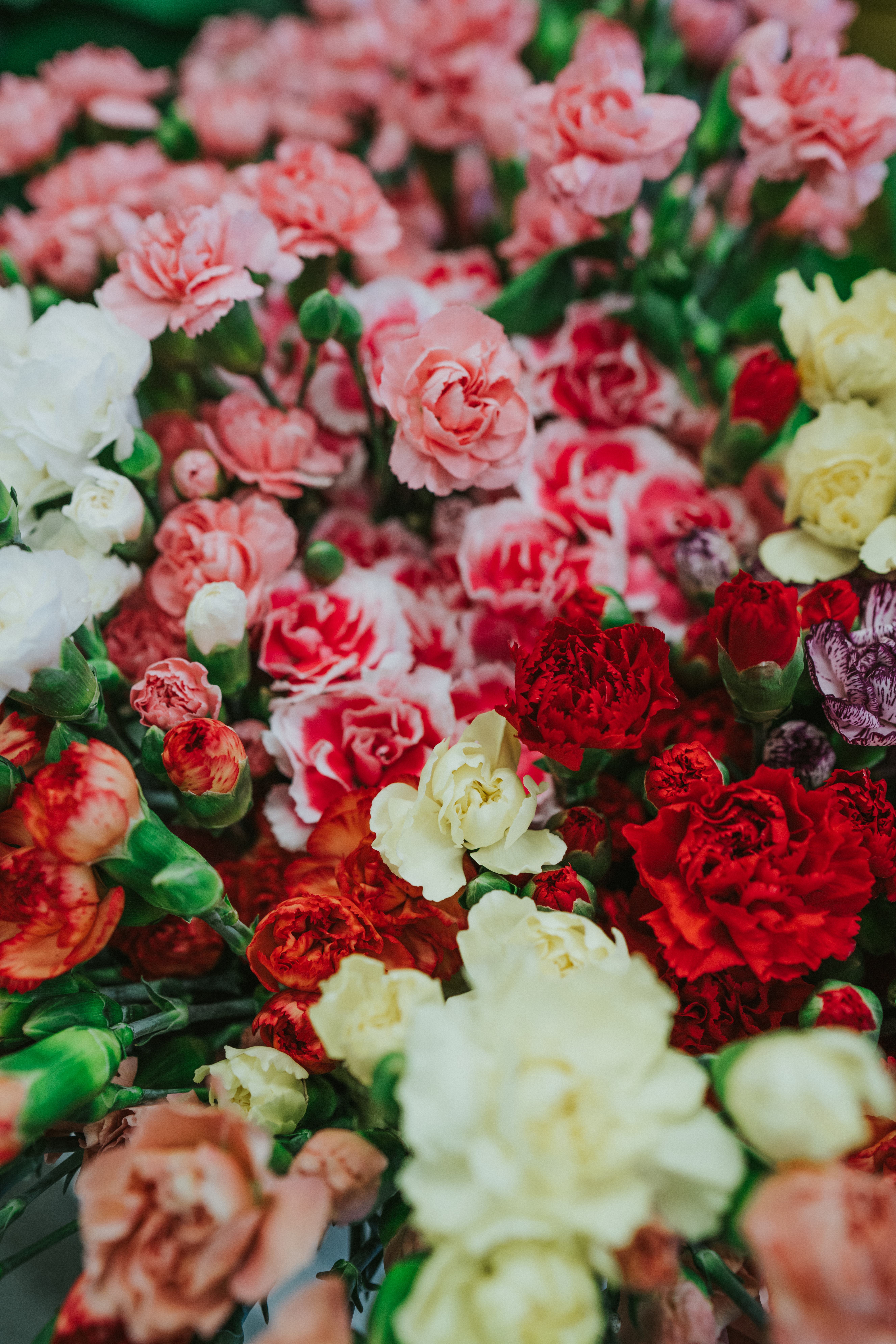 flowers, carnations, multicolored, motley, bouquet Free Stock Photo