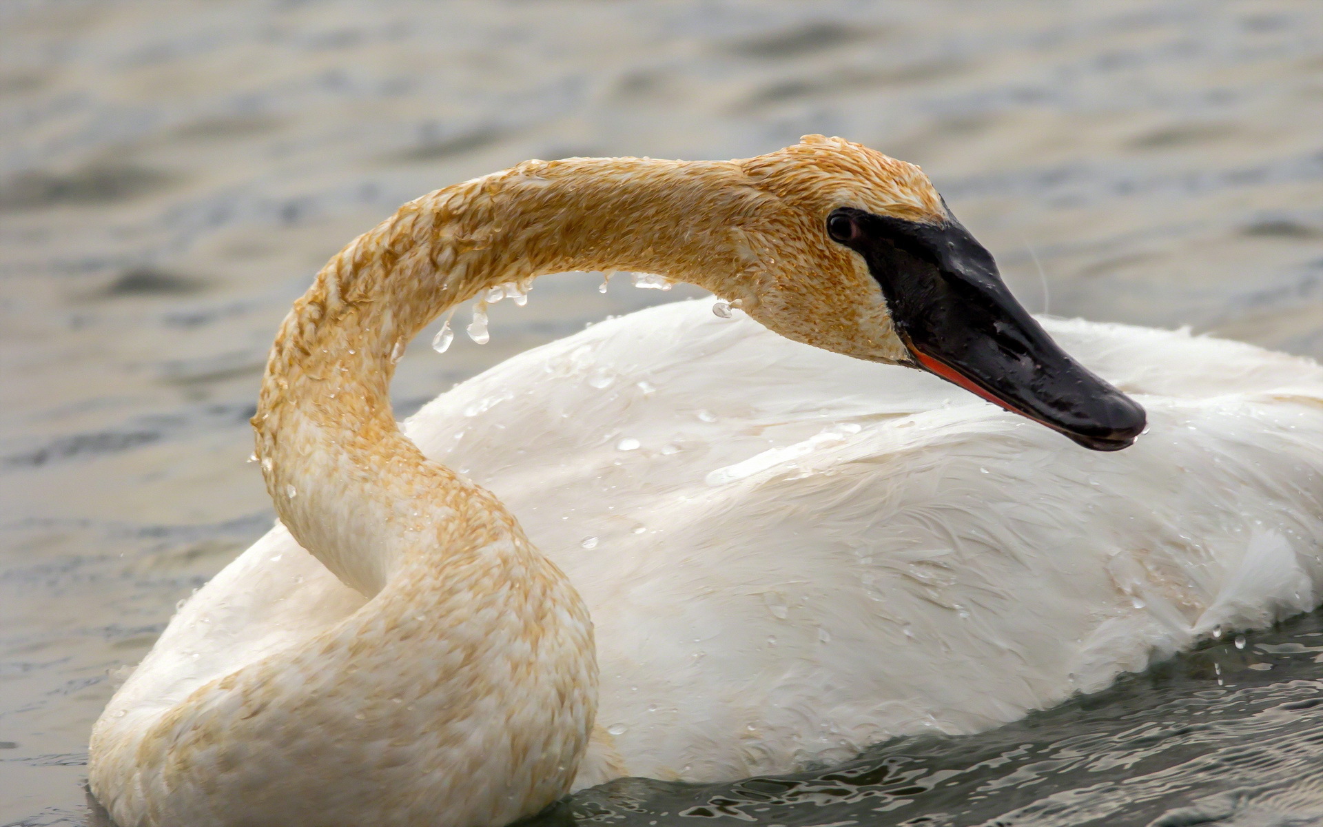 Download mobile wallpaper Swan, Birds, Animal for free.