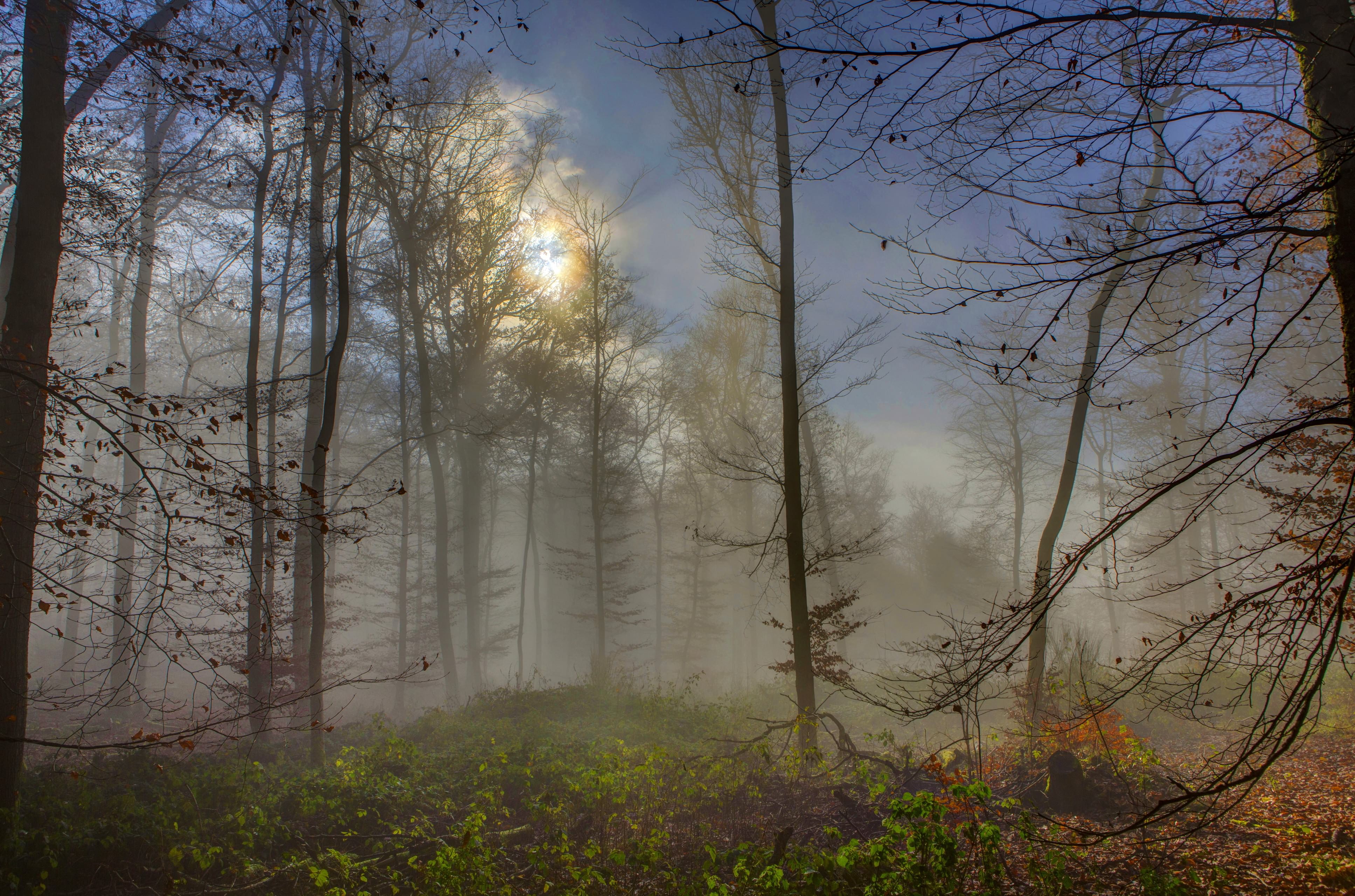 Laden Sie das Nebel, Erde/natur-Bild kostenlos auf Ihren PC-Desktop herunter