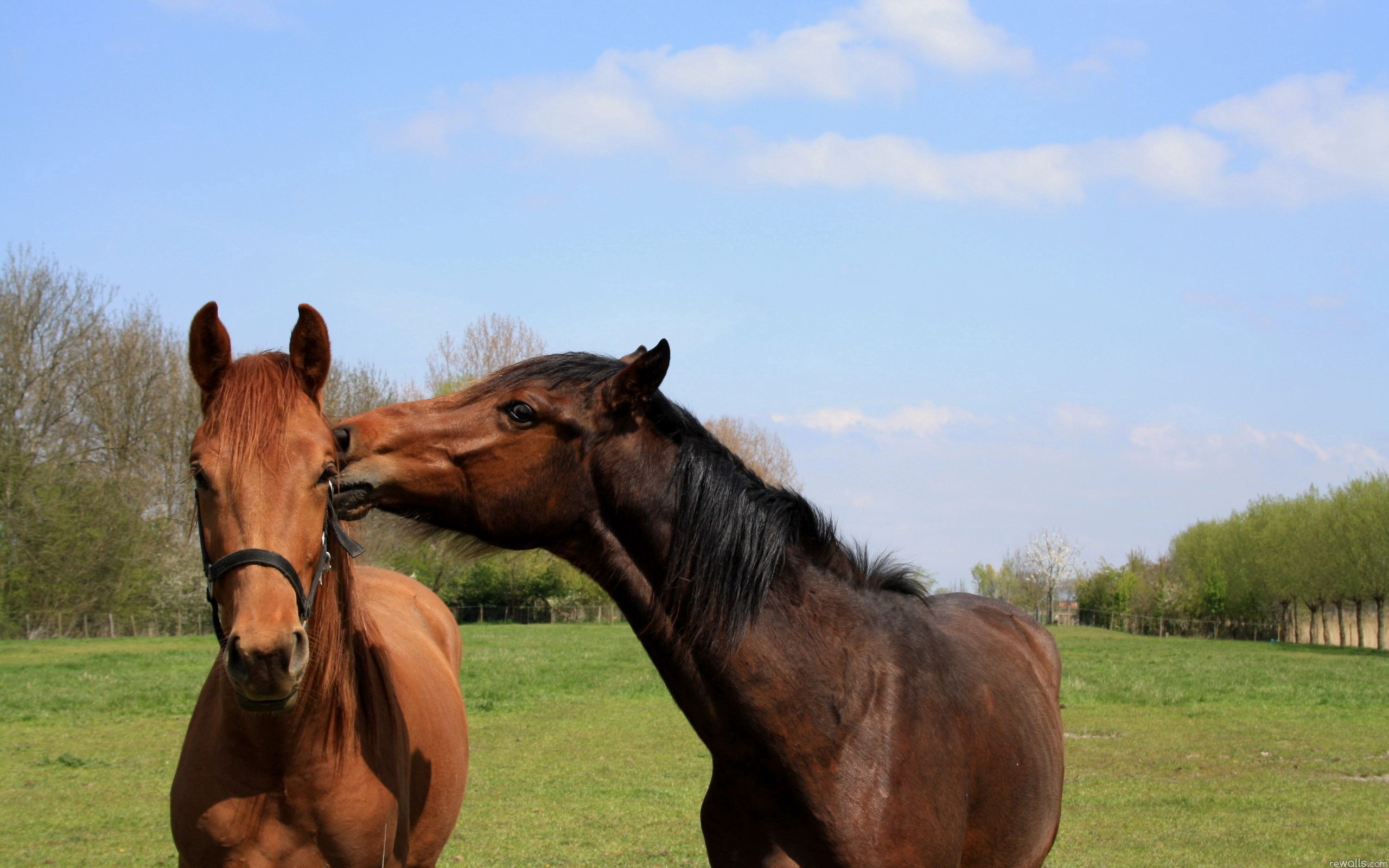 Free download wallpaper Animals, Pair, Stroll, Grass, Couple, Horses on your PC desktop