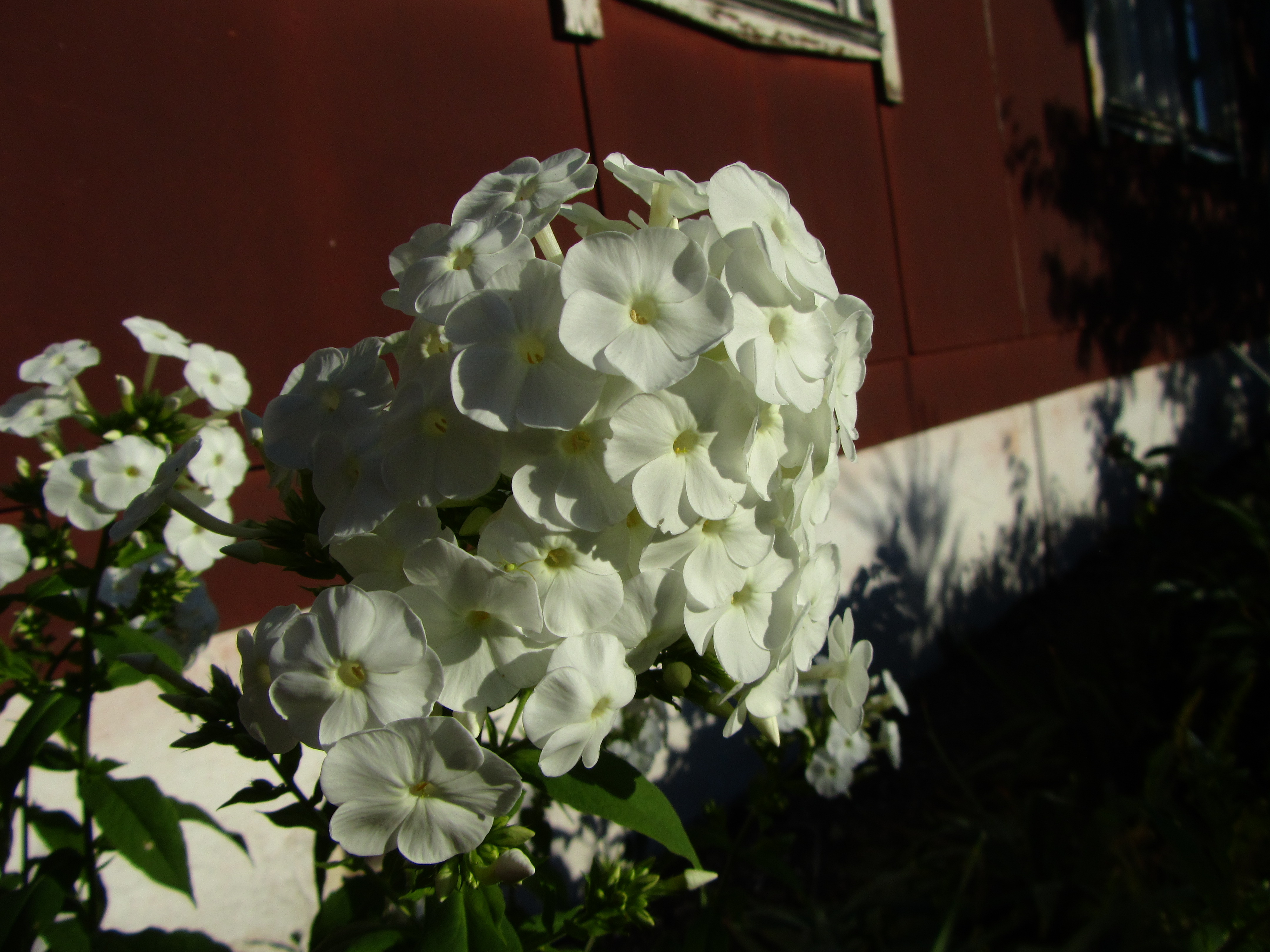 Téléchargez gratuitement l'image Fleurs, Fleur, Terre/nature sur le bureau de votre PC