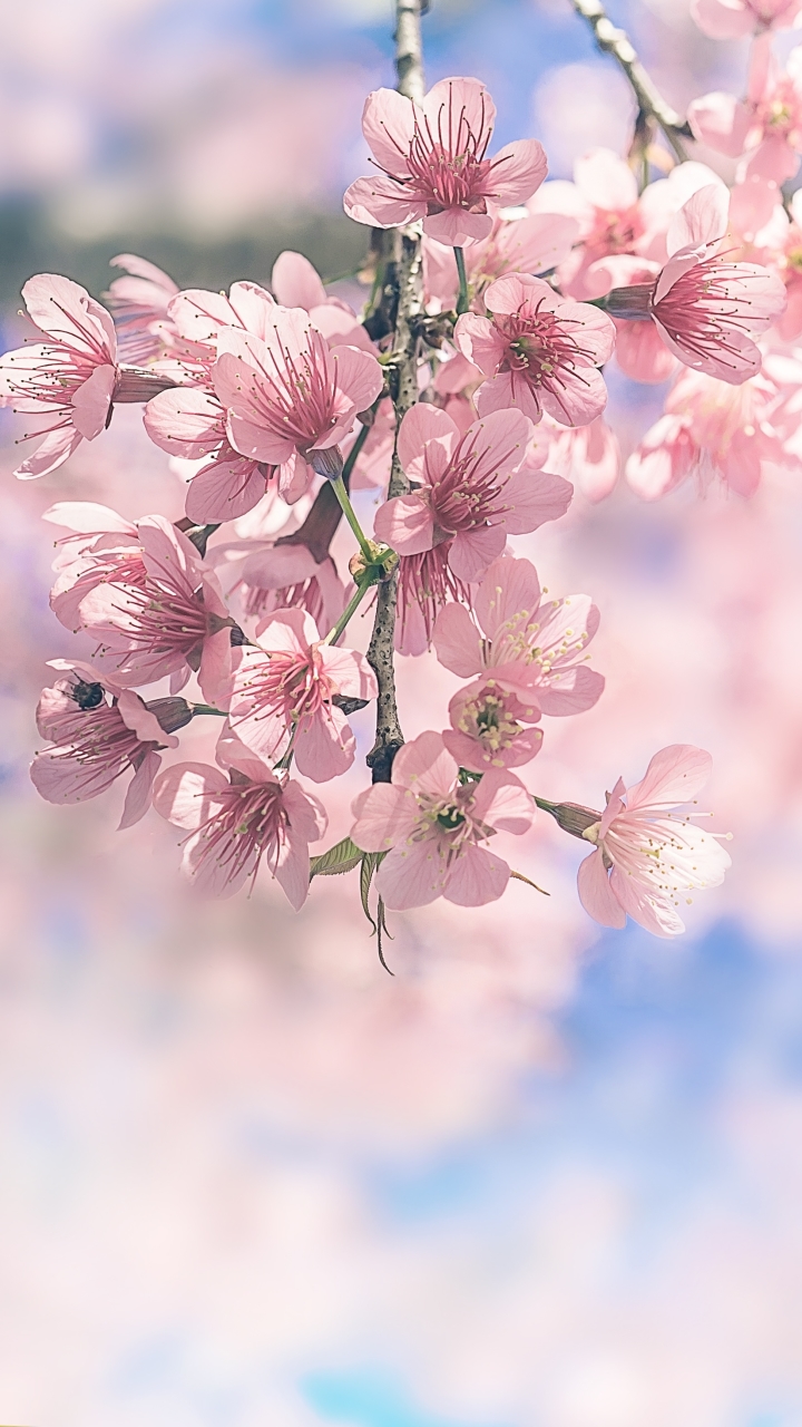 Download mobile wallpaper Nature, Flowers, Flower, Earth, Blossom, Pink Flower for free.