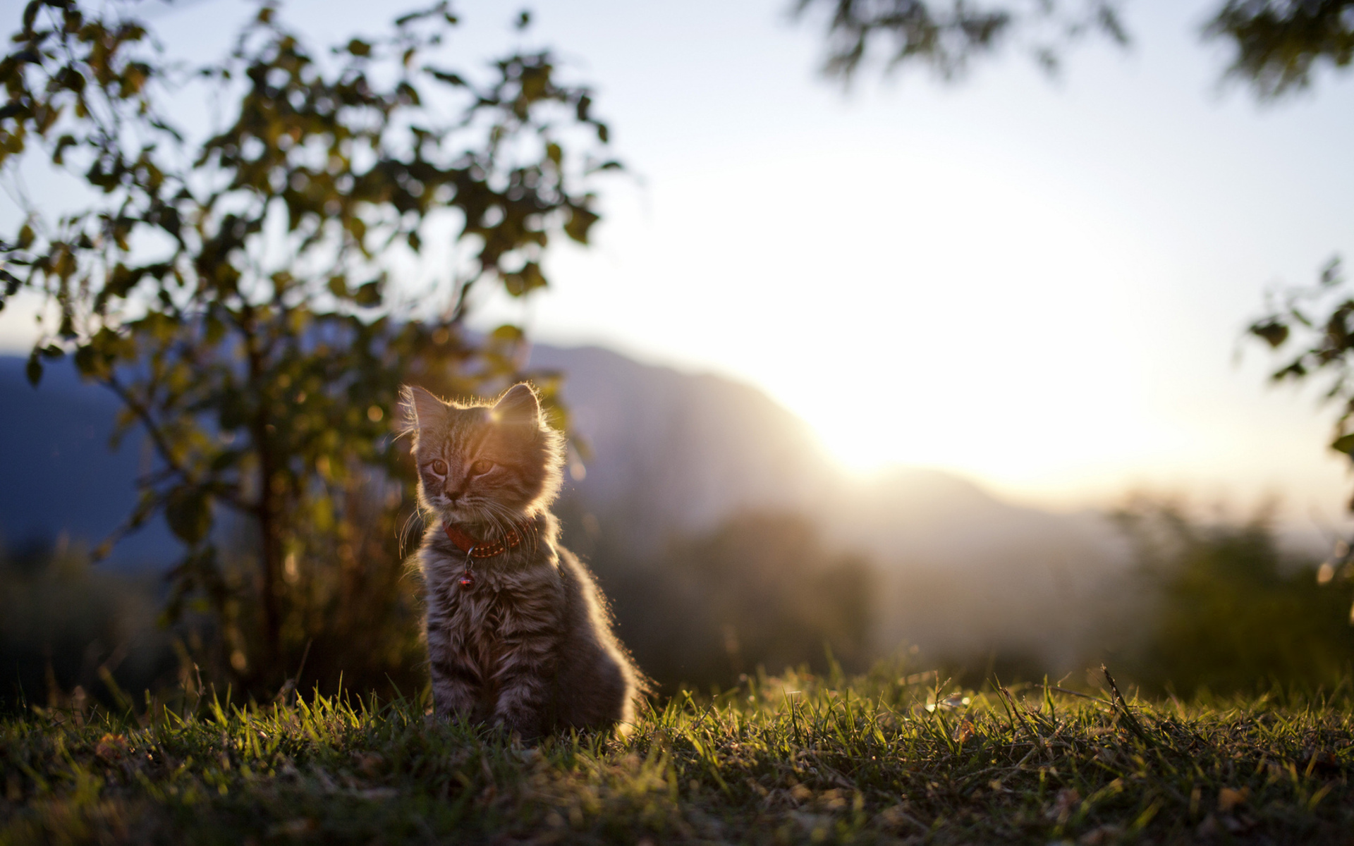 Baixe gratuitamente a imagem Animais, Gatos, Gato na área de trabalho do seu PC