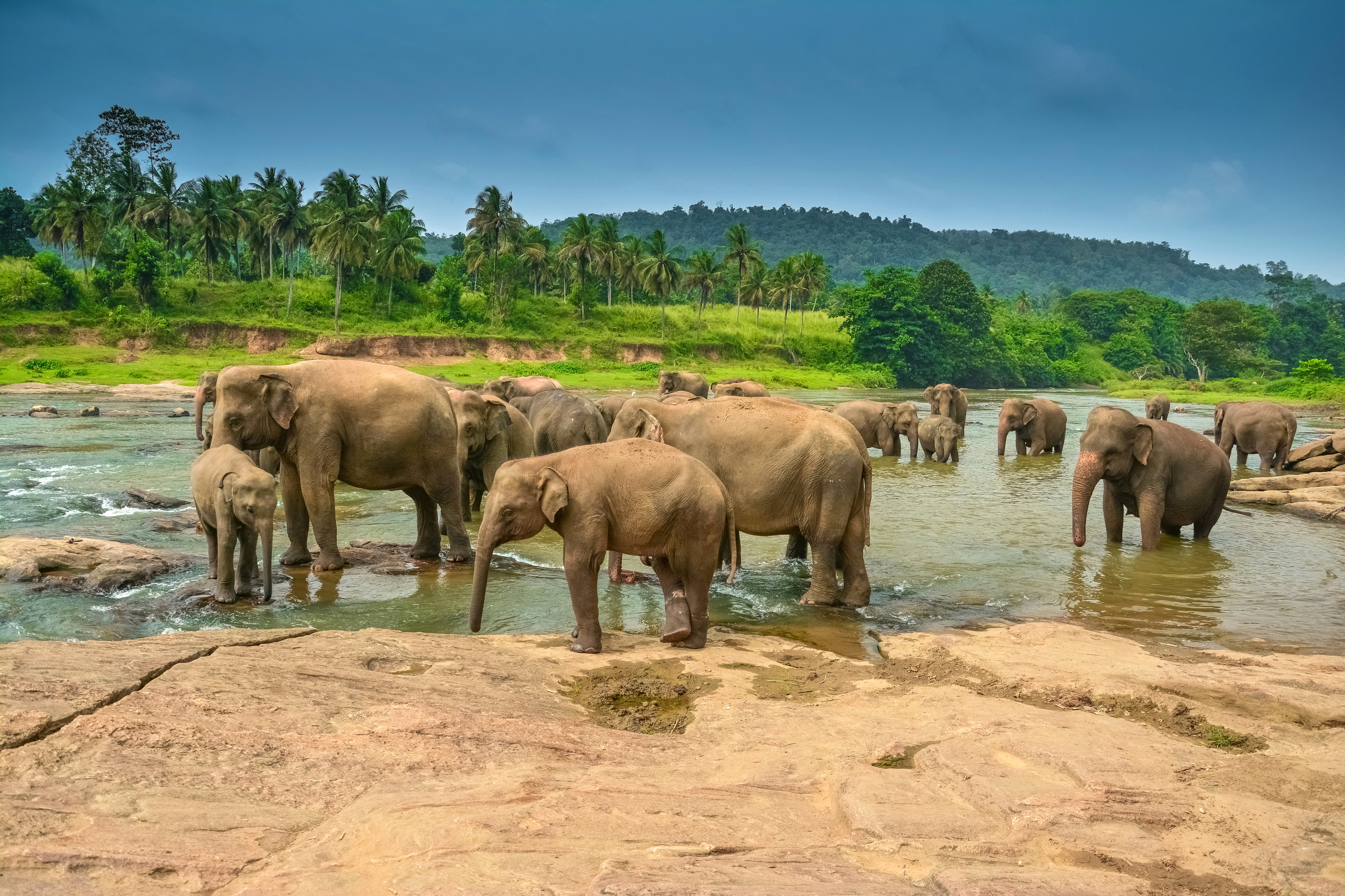 1529791 скачать обои слоны, животные, азиатский слон, детеныш животного - заставки и картинки бесплатно