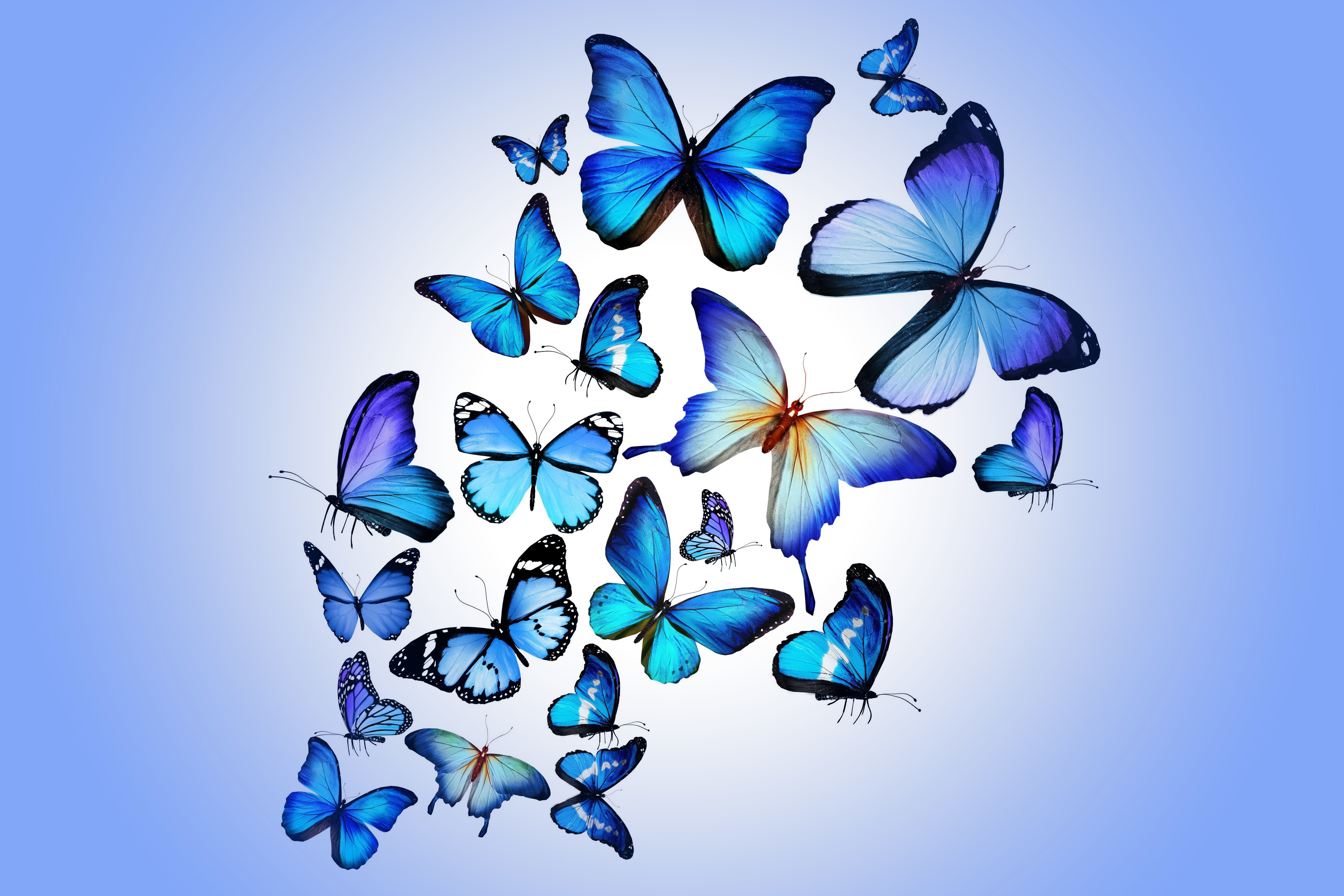 121254 скачать обои разноцветный, бабочки, красиво, синий, арт, рисунок - заставки и картинки бесплатно