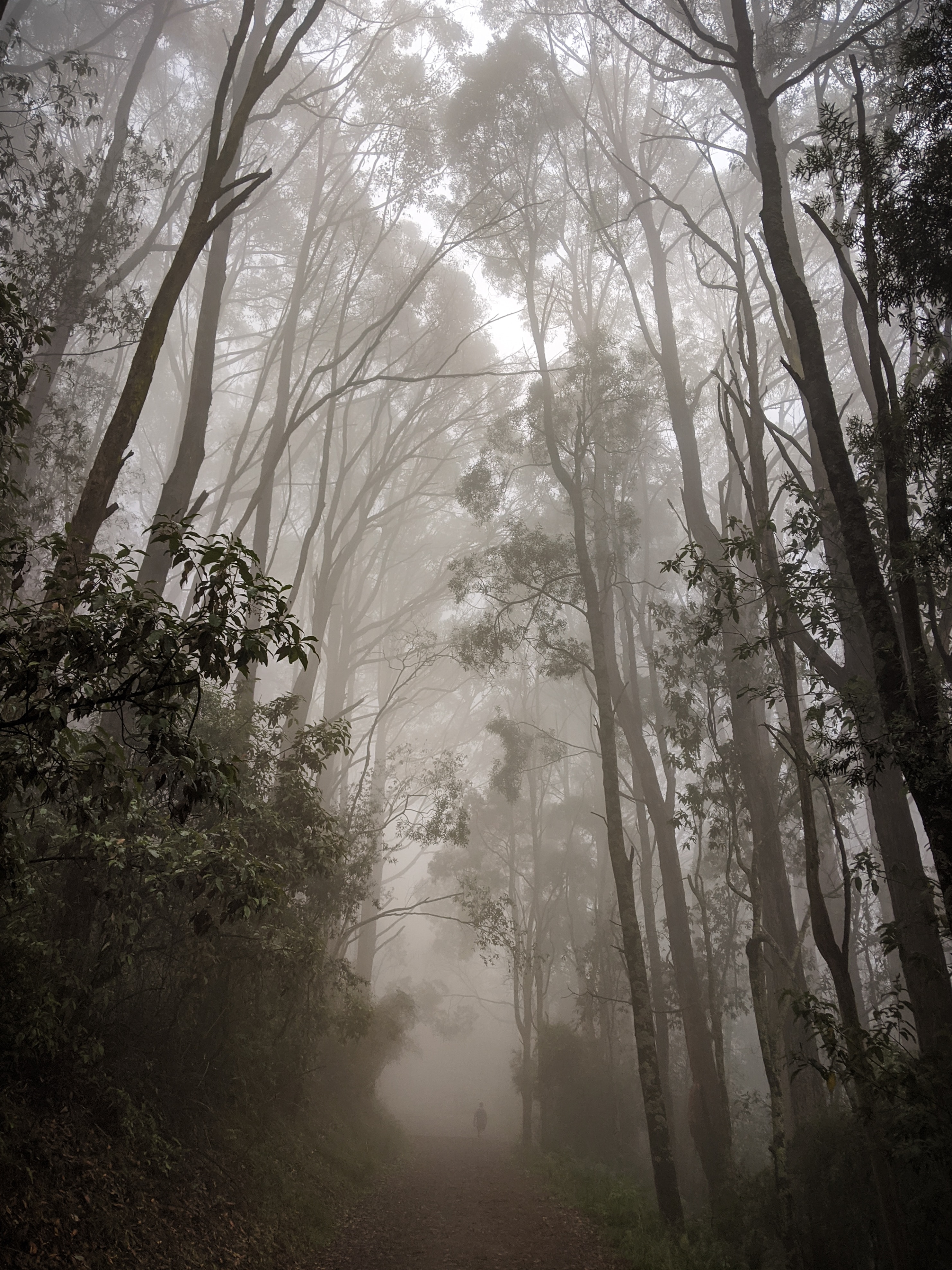 124406 скачать обои туман, мгла, деревья, природа, лес, тропинка - заставки и картинки бесплатно