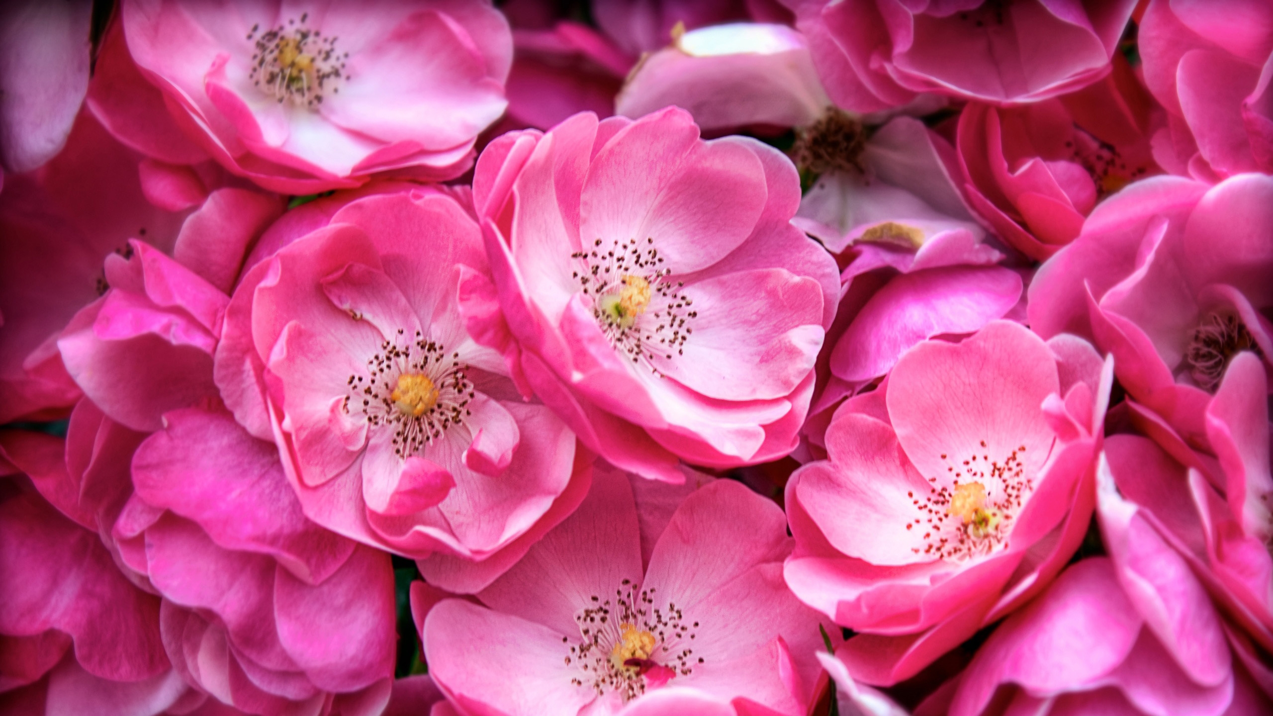 Handy-Wallpaper Pinke Rose, Blumen, Blume, Rose, Erde/natur kostenlos herunterladen.