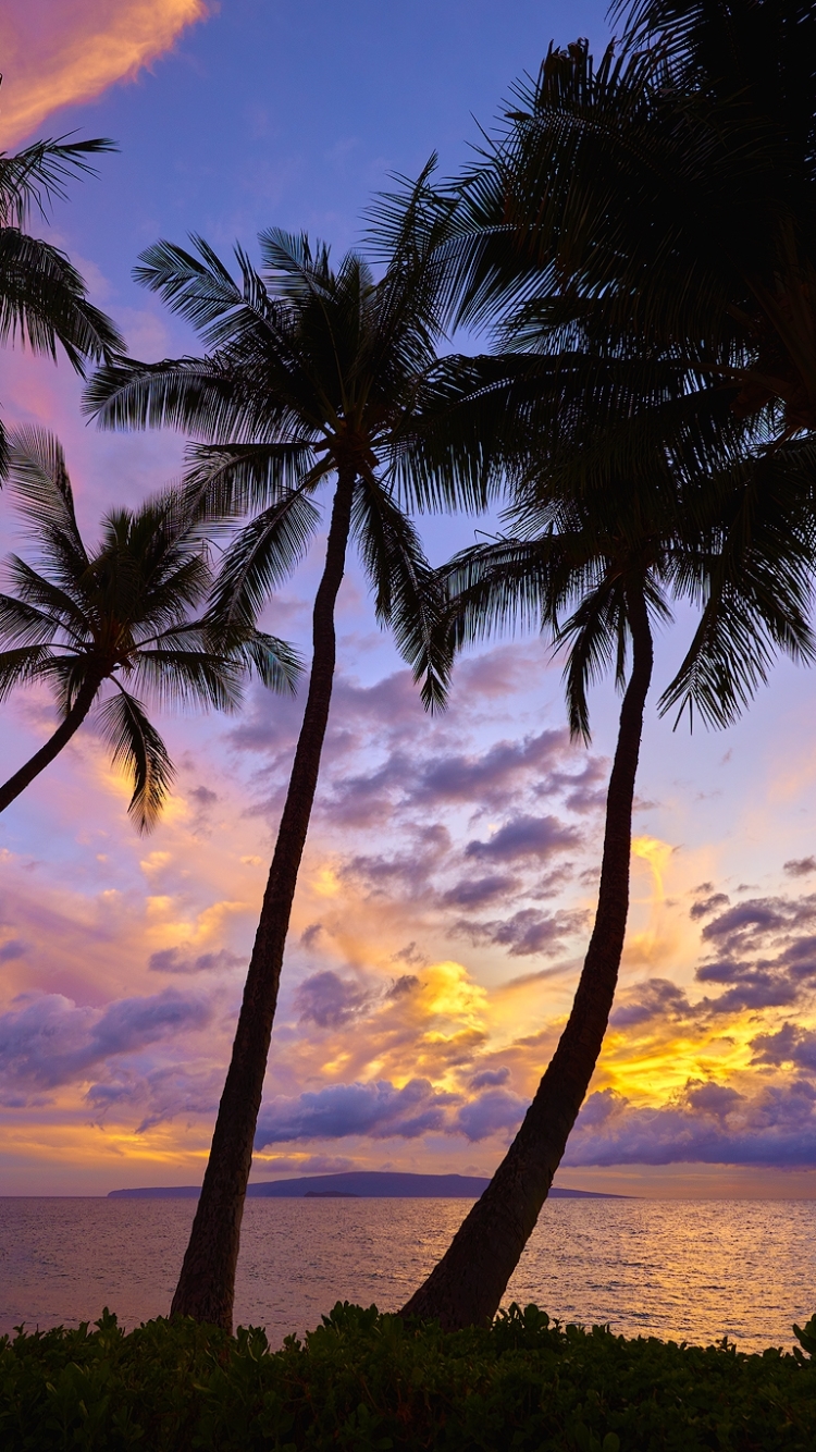 Download mobile wallpaper Sunset, Horizon, Silhouette, Tree, Earth, Tropical, Palm Tree for free.