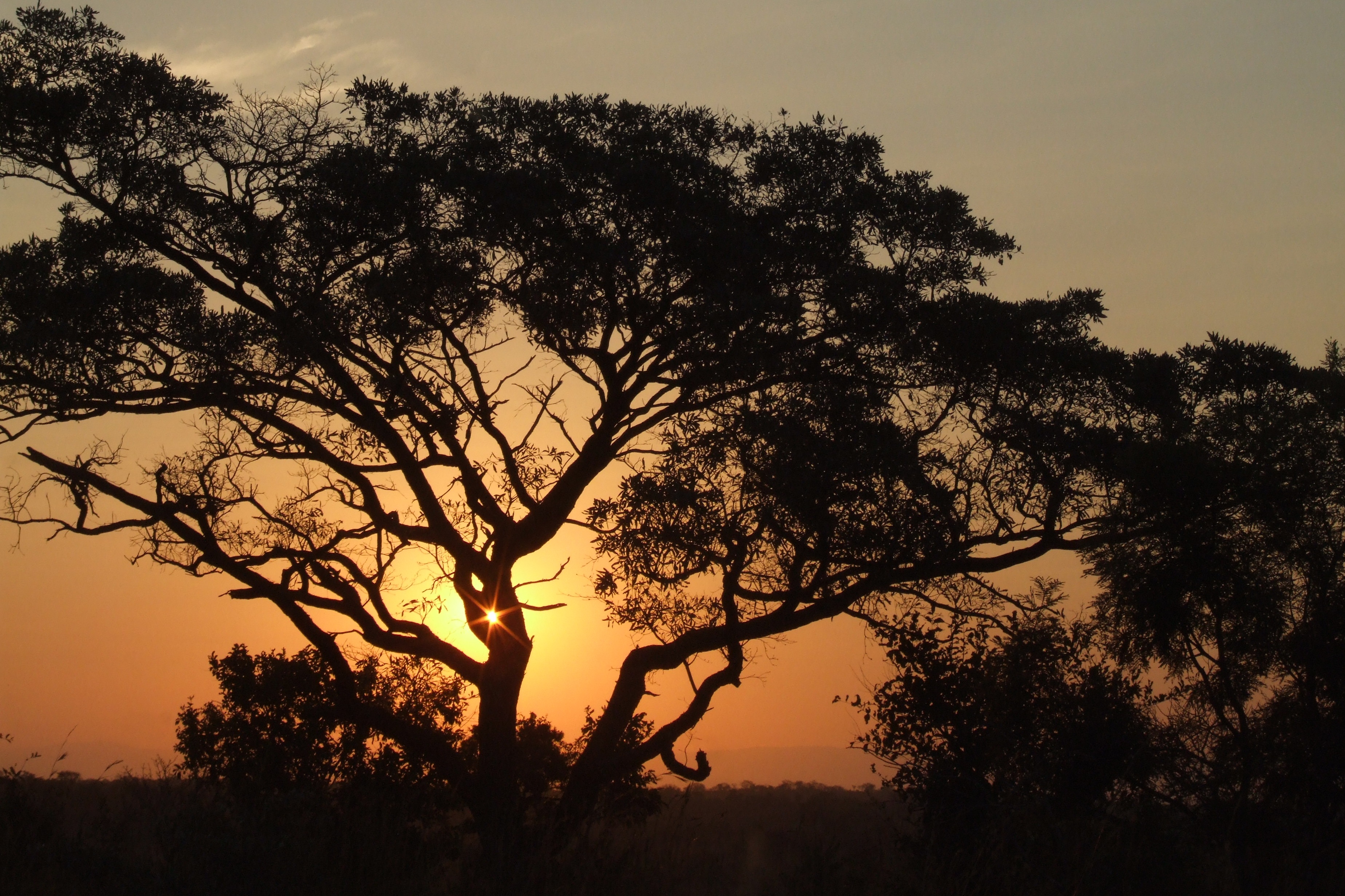 africa, nature, sunset, trees, night
