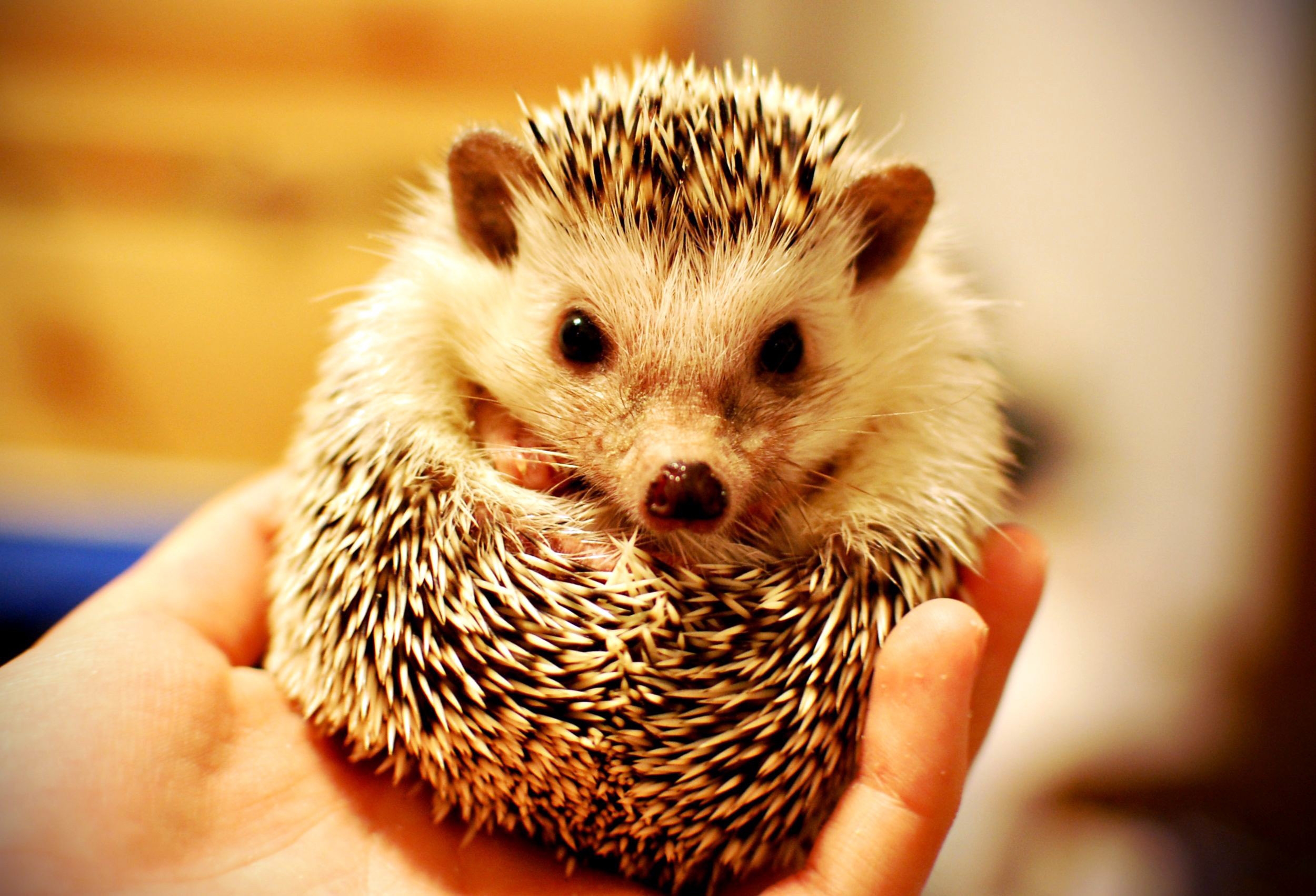 Free download wallpaper Animals, Muzzle, Thorns, Prickles, Hedgehog, Hand on your PC desktop