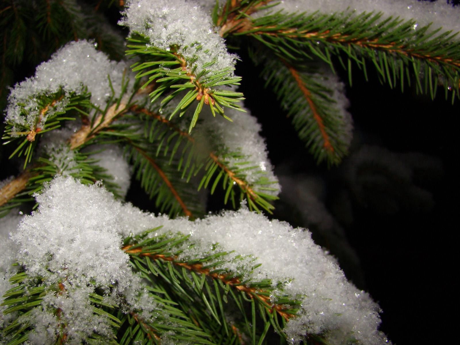 Laden Sie das Zweig, Fir, Fichte, Ast, Natur, Schnee, Winter-Bild kostenlos auf Ihren PC-Desktop herunter
