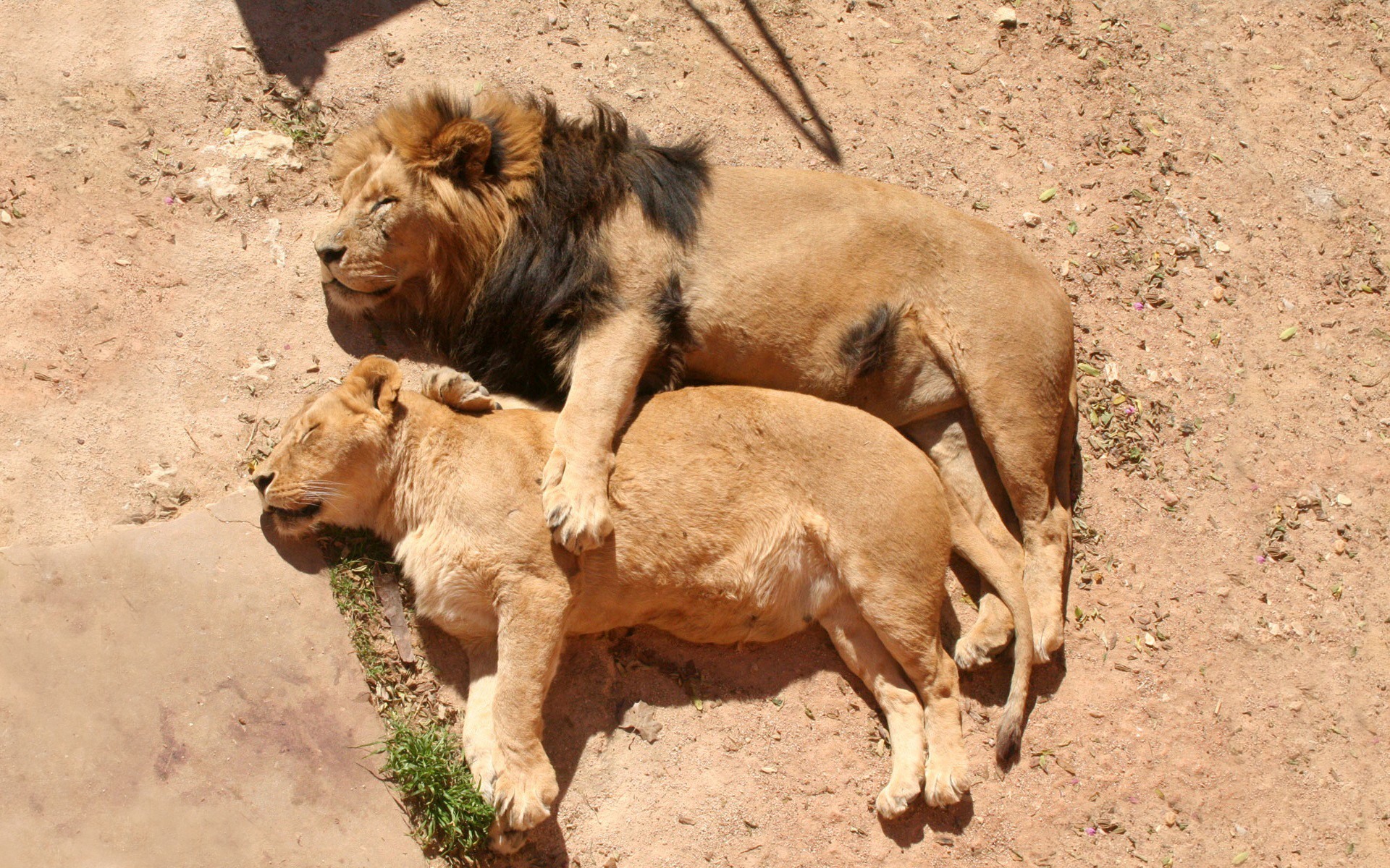 Téléchargez des papiers peints mobile Animaux, Lion gratuitement.