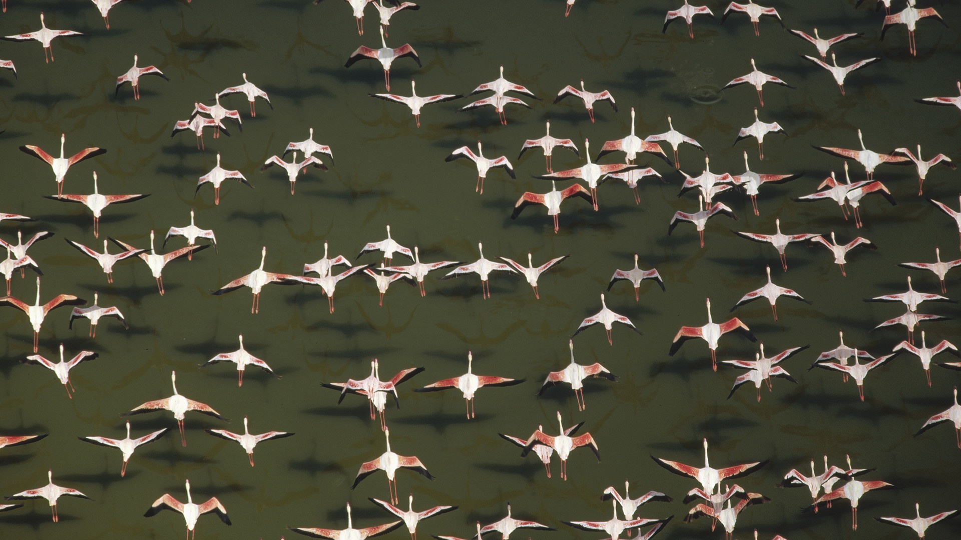 animal, flamingo, bird, flock of birds, birds