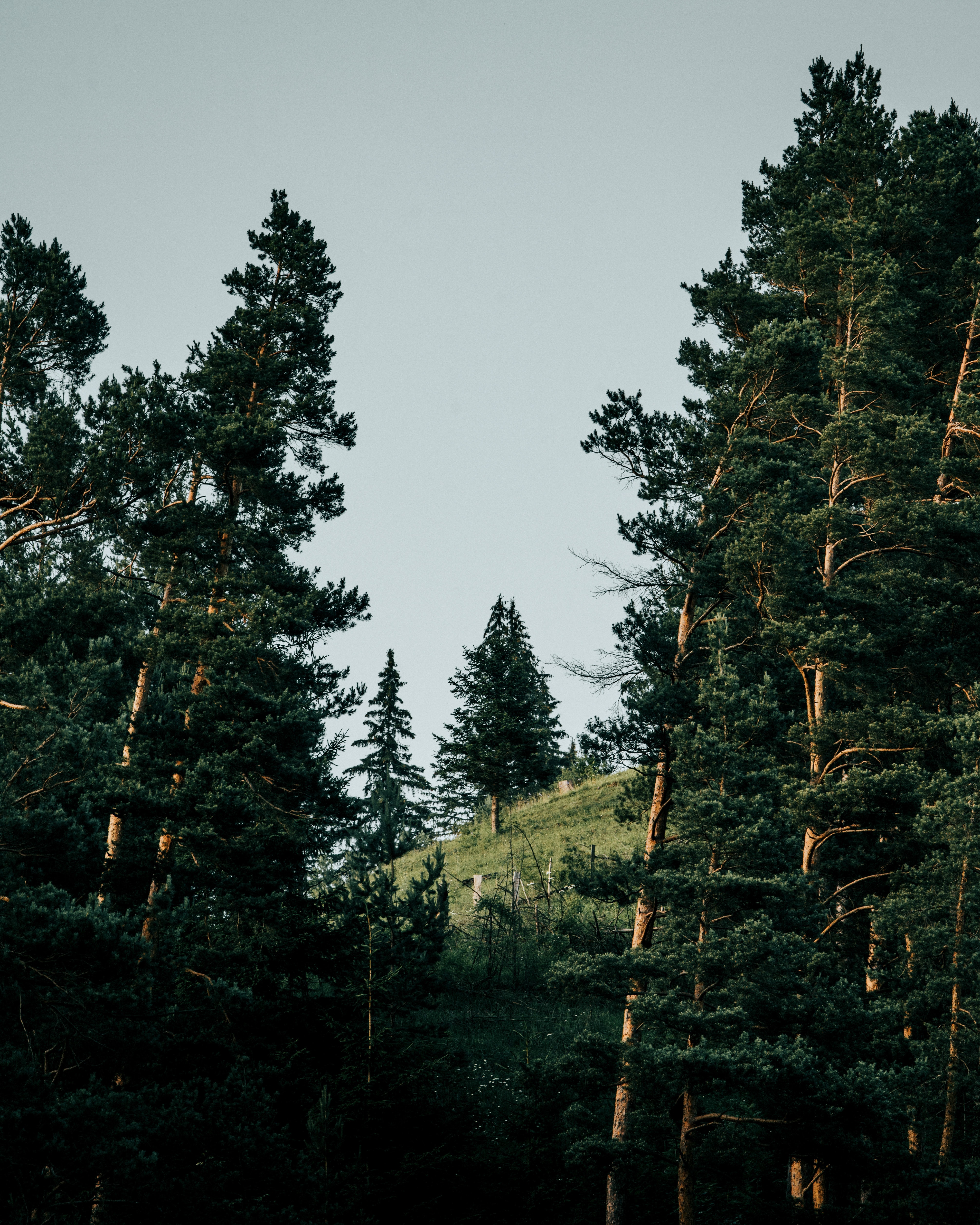 Free download wallpaper Trees, Forest, Fir, Slope, Nature, Spruce on your PC desktop