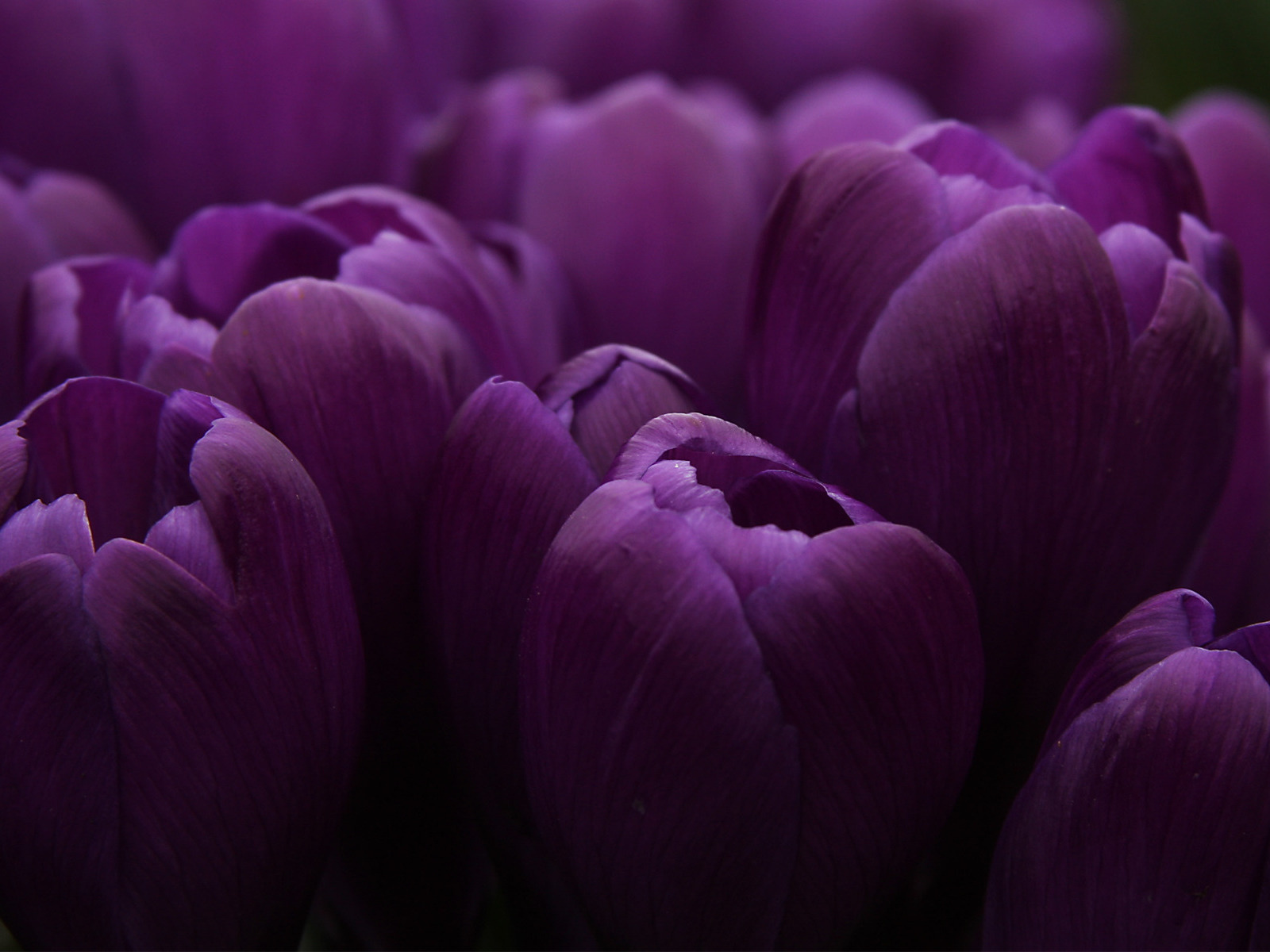 tulips, plants, flowers, violet