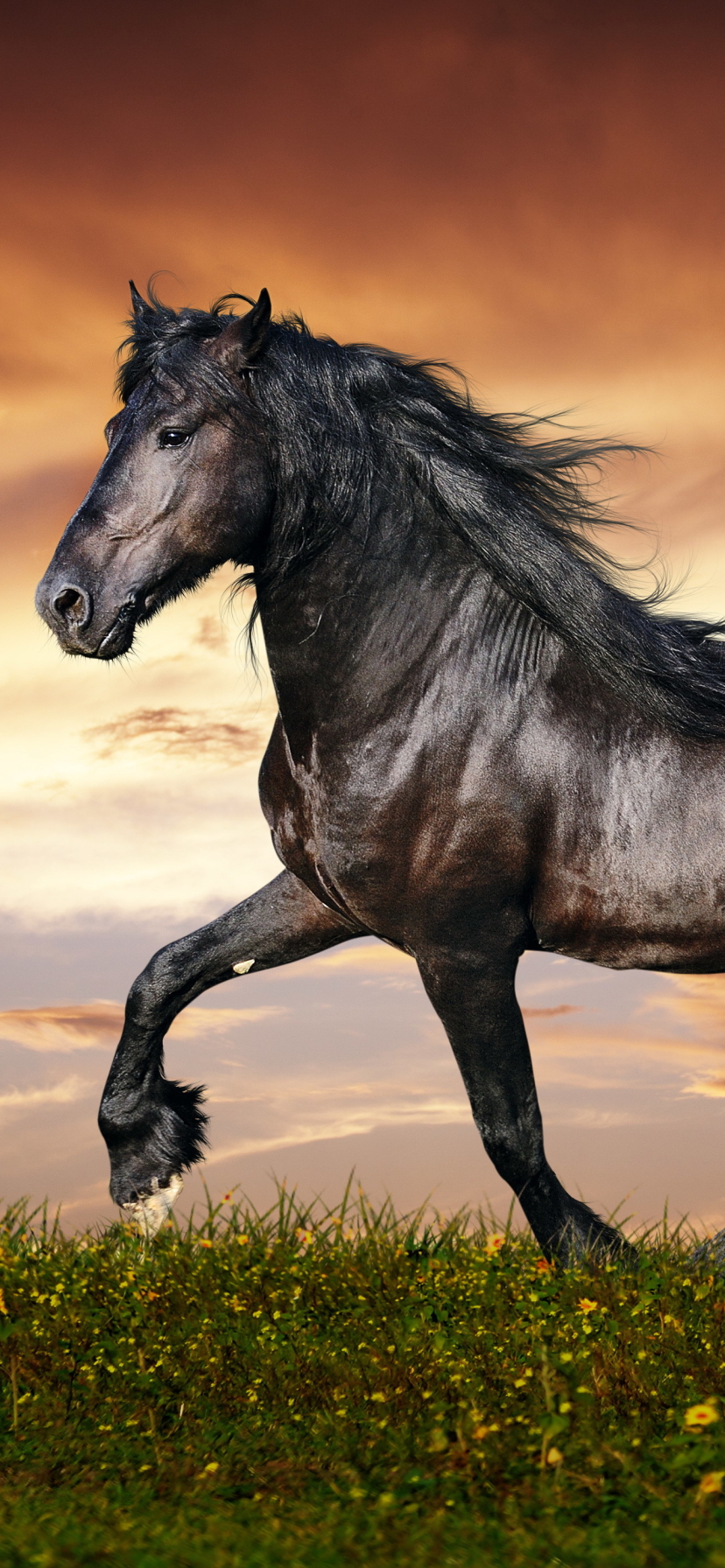 Download mobile wallpaper Animal, Horse for free.