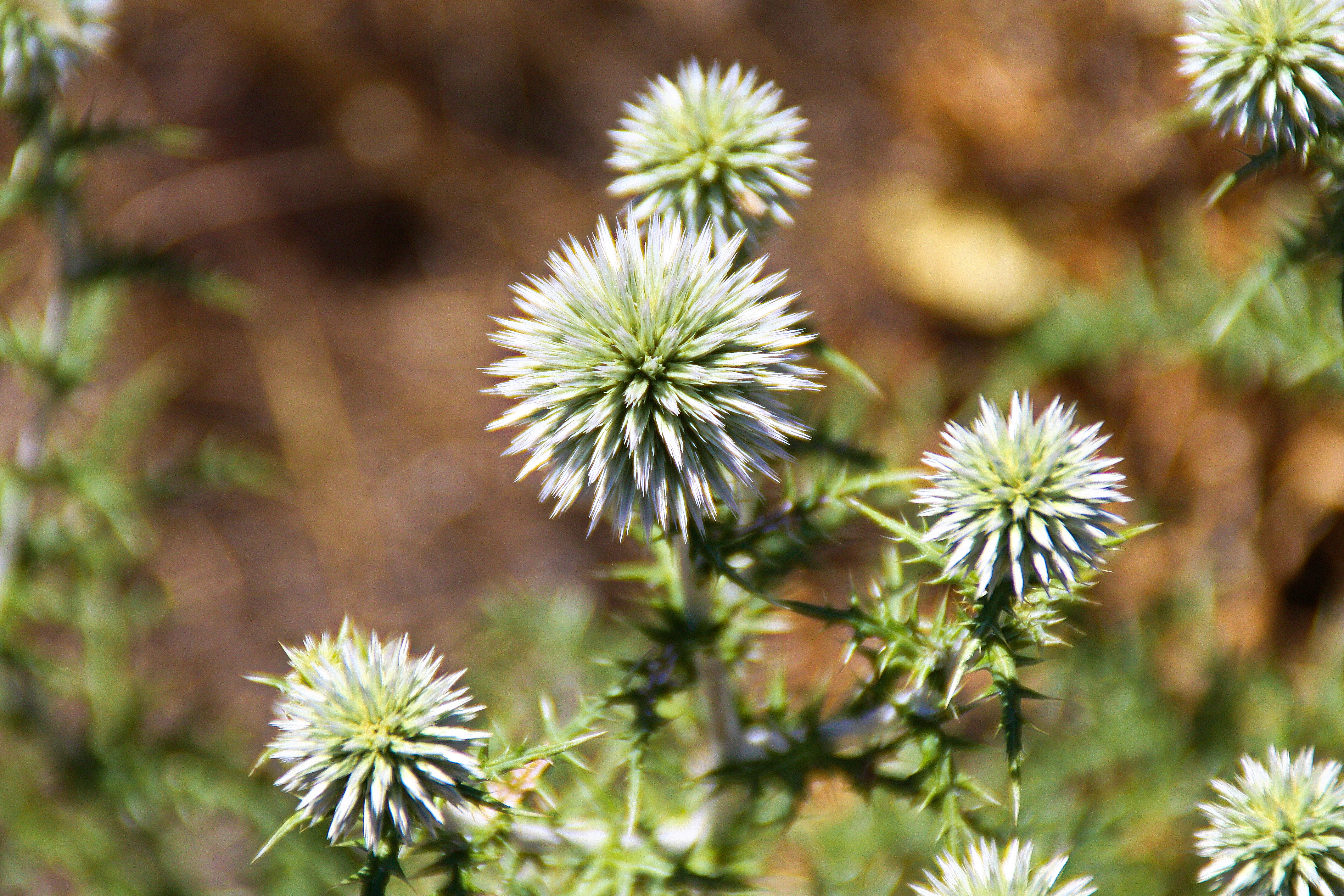 Handy-Wallpaper Blumen, Blume, Erde/natur kostenlos herunterladen.