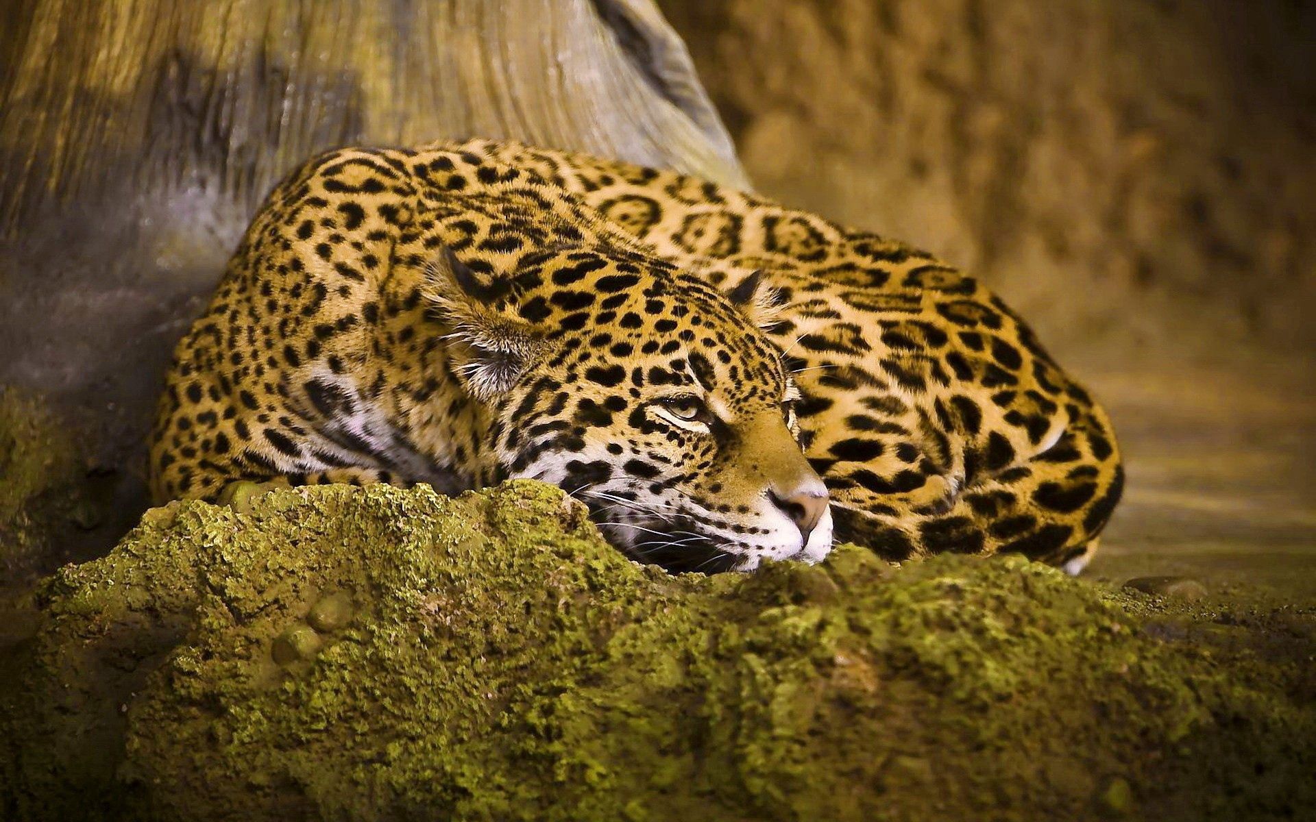 Free download wallpaper Leopard, Spotted, Spotty, Sleep, Big Cat, Dream, Animals on your PC desktop