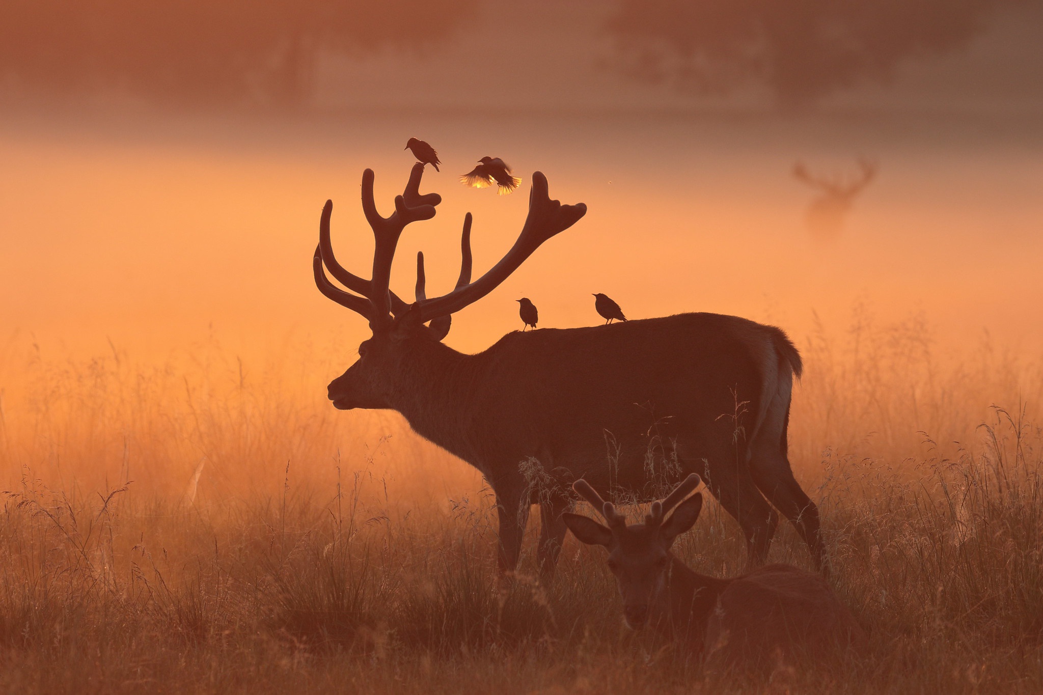 Download mobile wallpaper Bird, Fog, Animal, Deer for free.