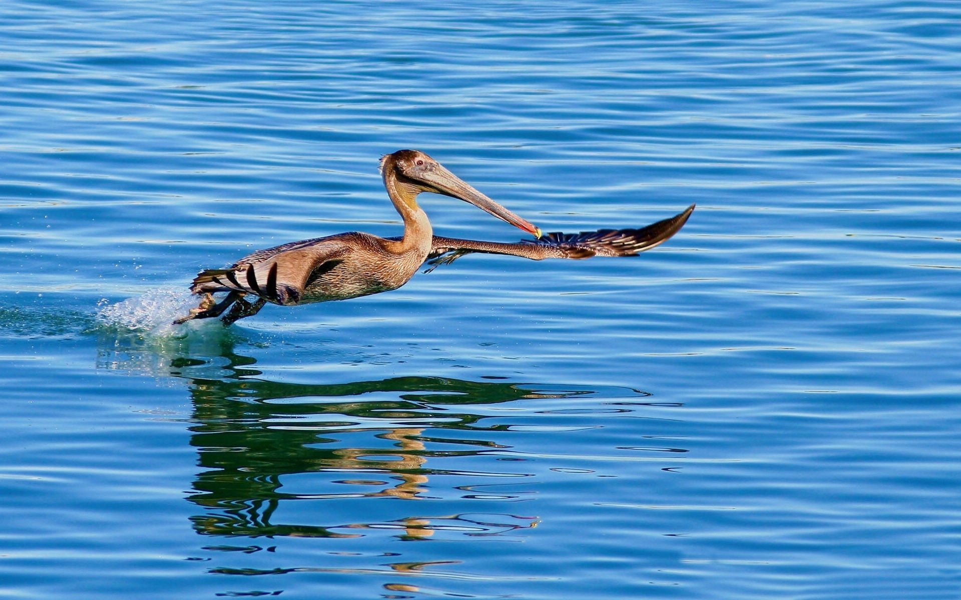 animals, water, sea, bird, flight, to swim, swim, pelican