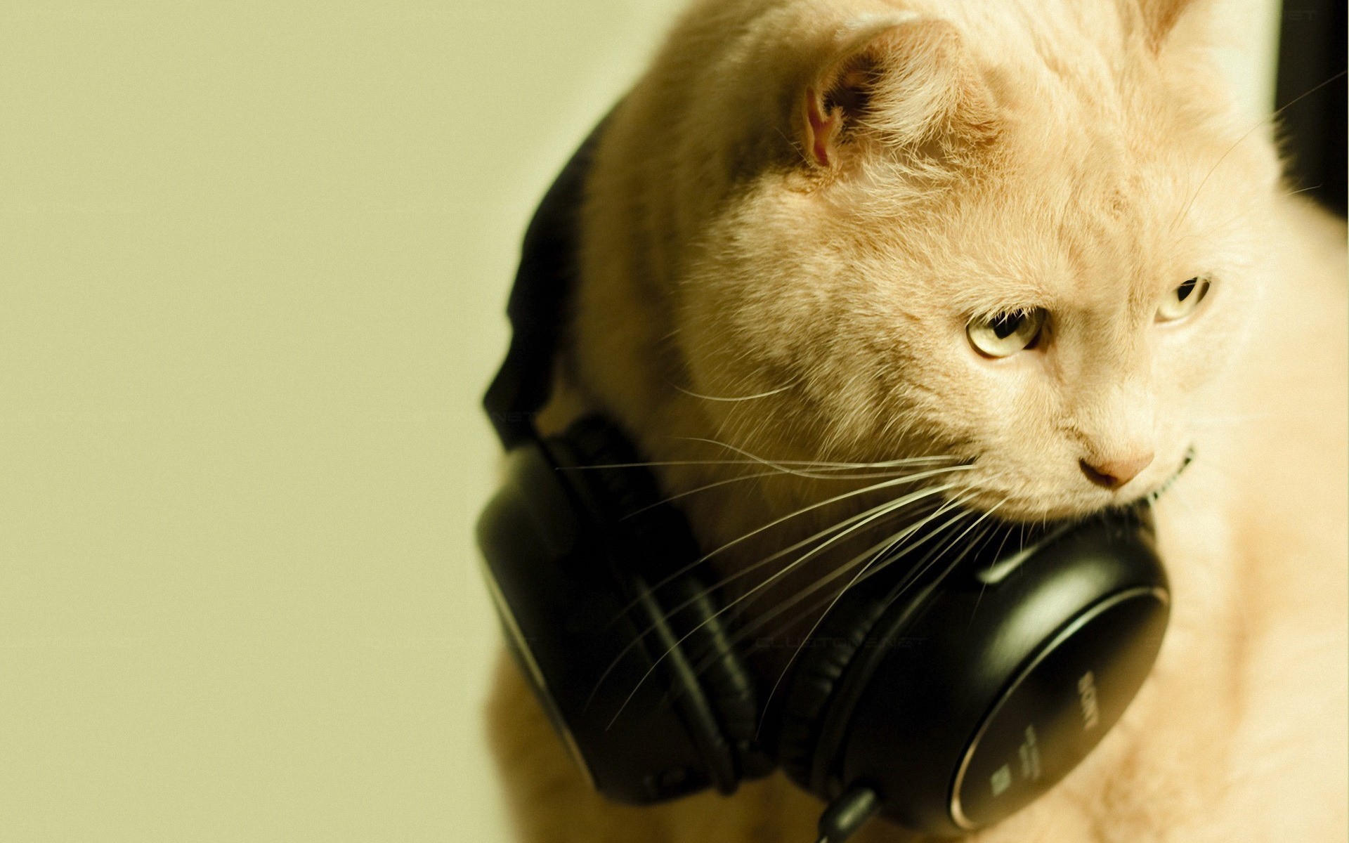 Скачати мобільні шпалери Кішка, Навушники, Смішно, Гумор, Коти, Тварина безкоштовно.