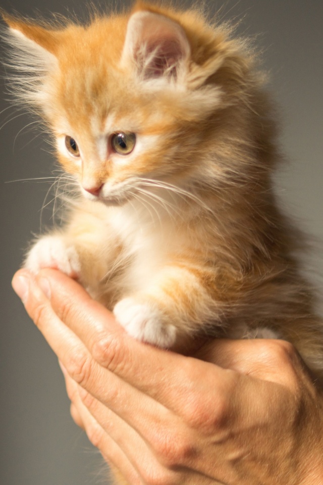 無料モバイル壁紙動物, 手, ネコ, 猫, 子猫, 赤ちゃん動物をダウンロードします。