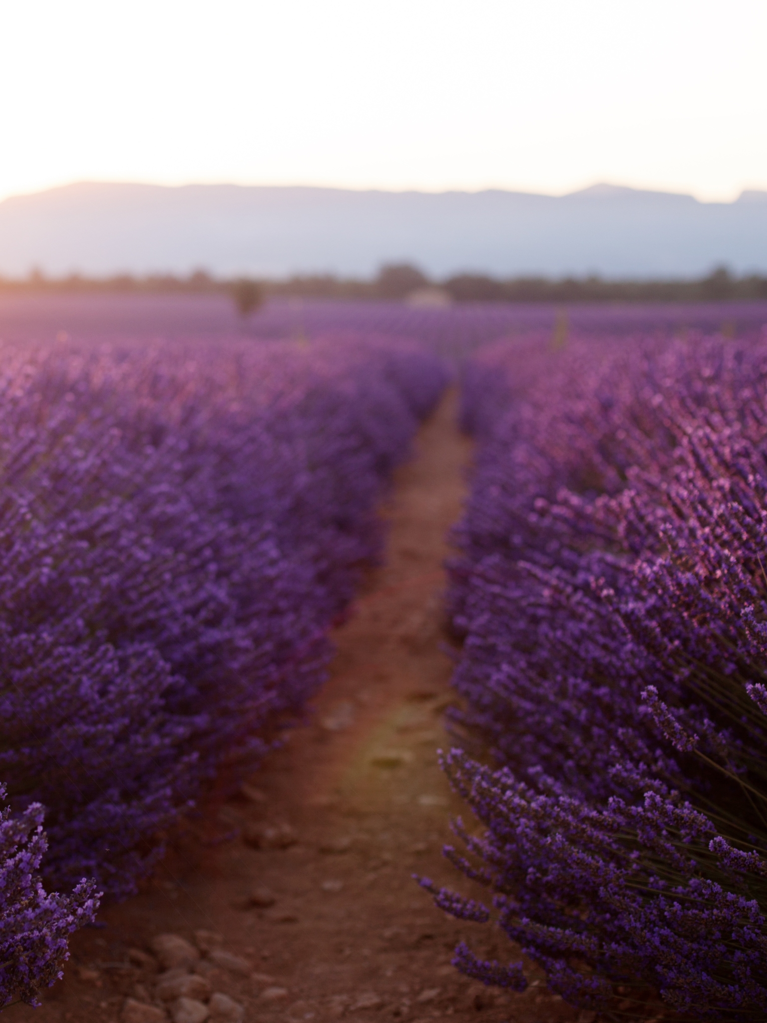 Descarga gratuita de fondo de pantalla para móvil de Paisaje, Naturaleza, Flores, Verano, Flor, Campo, Lavanda, Tierra/naturaleza, Profundidad De Campo, El Verano.