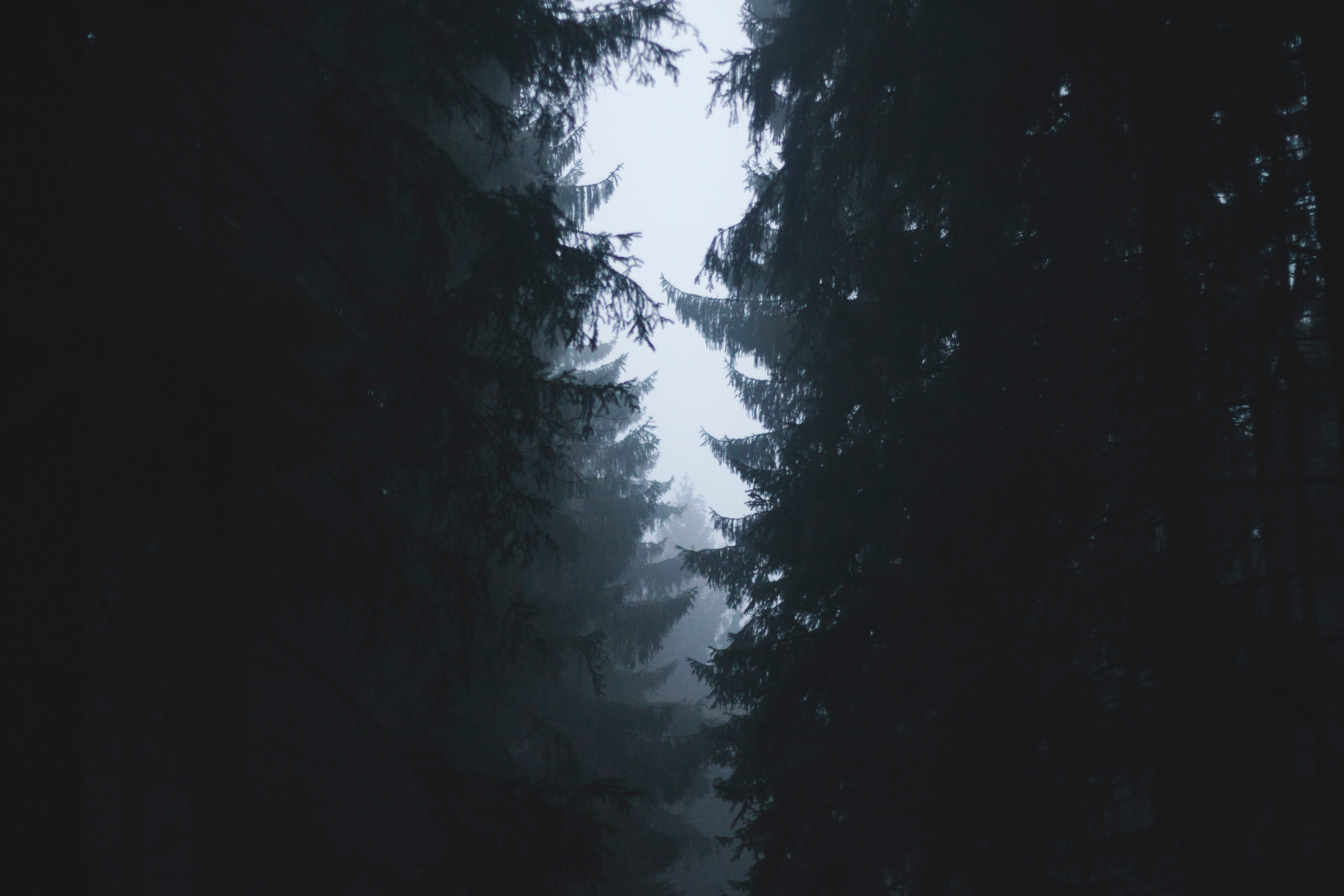 Download mobile wallpaper Branches, Sky, Fog, Outlines, Trees, Dark for free.