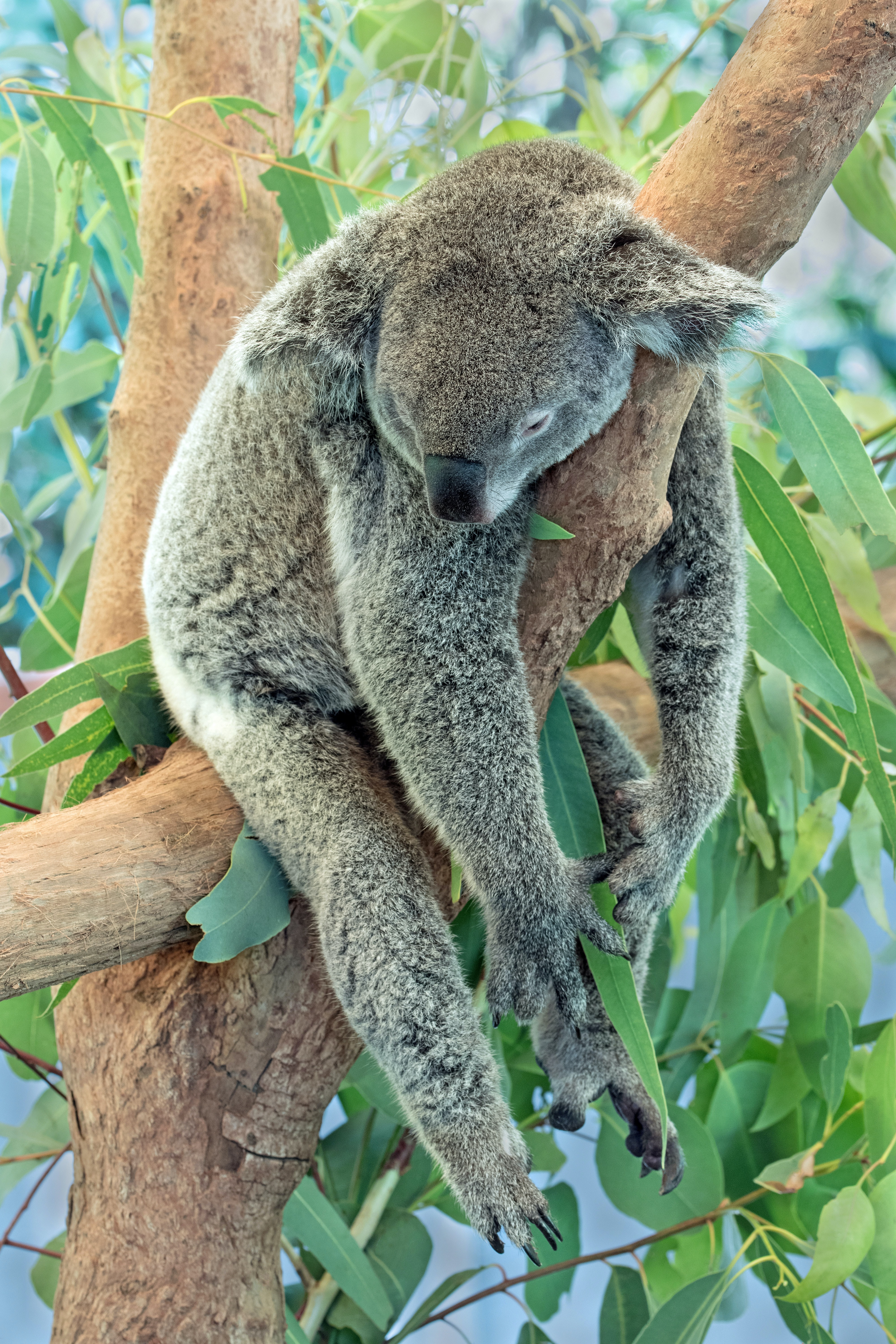56706 descargar fondo de pantalla animales, gris, madera, árbol, animal, dormir, soñar, coala, koala: protectores de pantalla e imágenes gratis