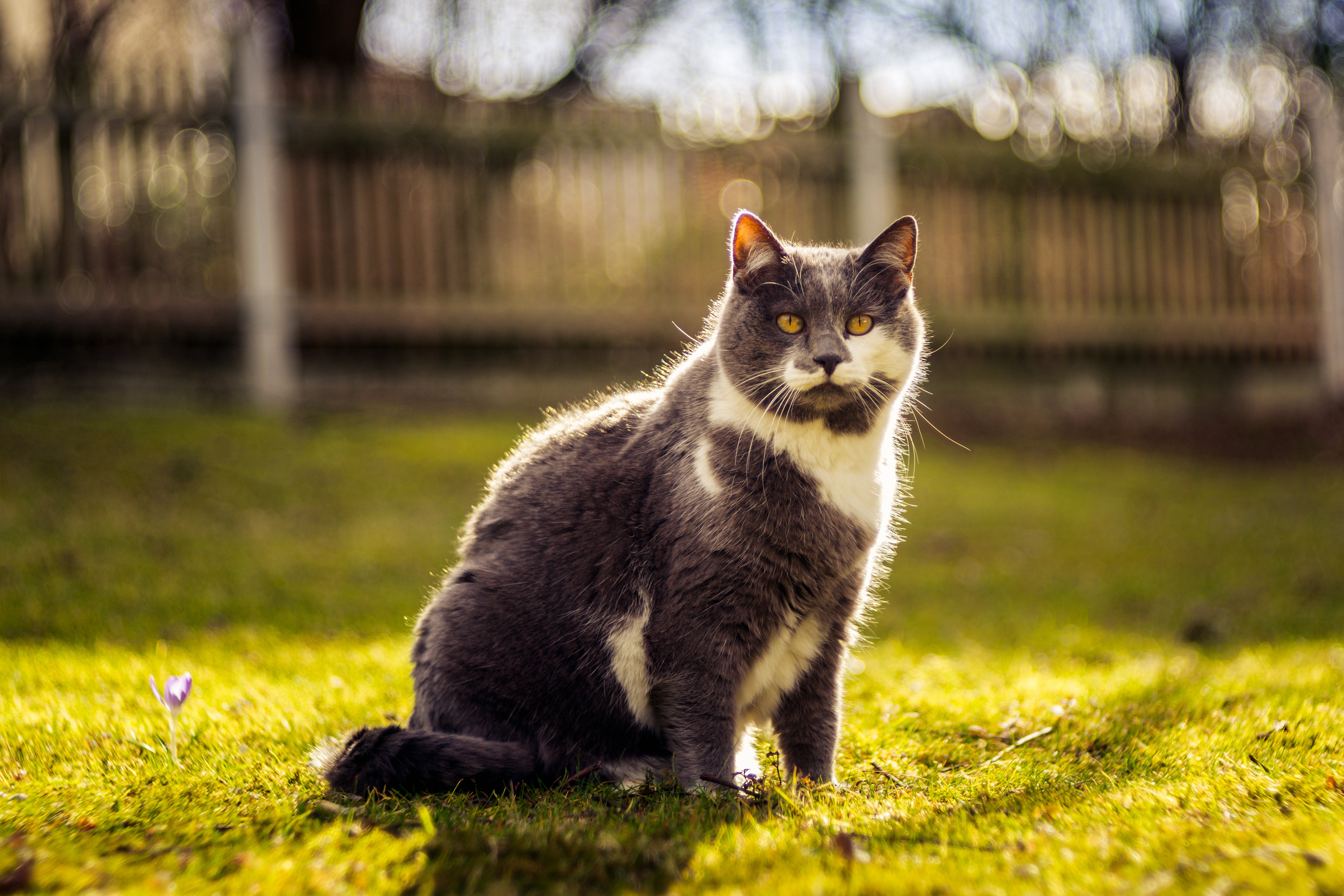 Descarga gratuita de fondo de pantalla para móvil de Animales, Gatos, Gato.