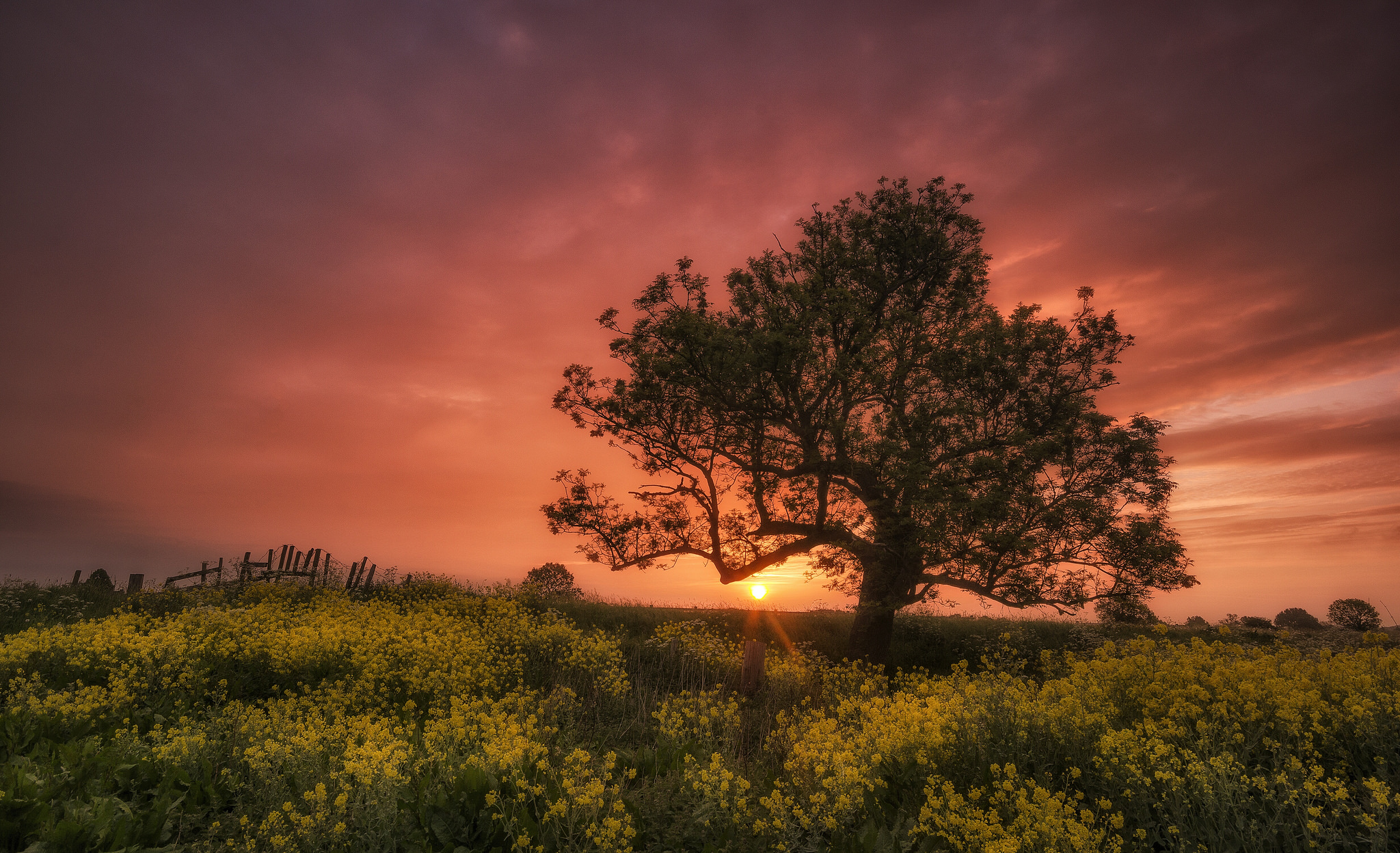 Download mobile wallpaper Sunset, Flower, Tree, Earth, Field, Yellow Flower for free.