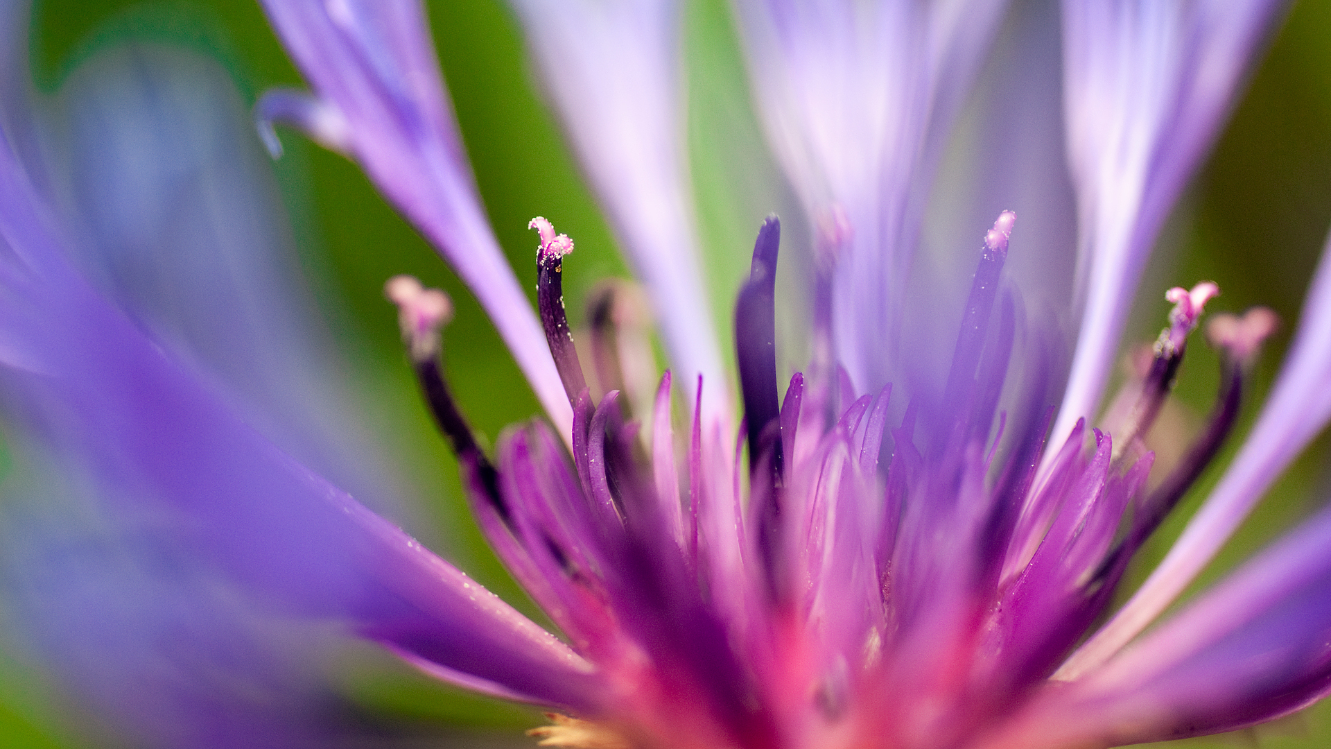 Téléchargez gratuitement l'image Fleurs, Fleur, Terre/nature sur le bureau de votre PC