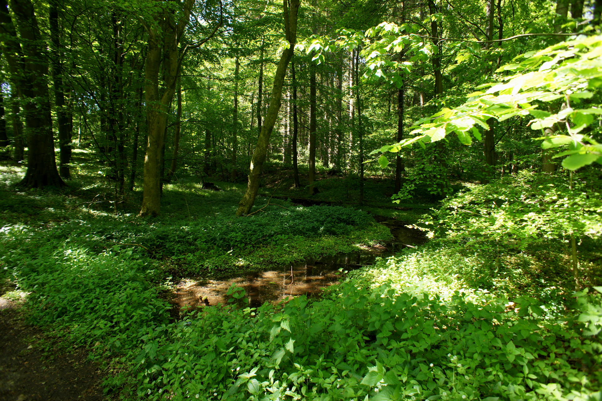 Descarga gratis la imagen Bosque, Tierra/naturaleza en el escritorio de tu PC