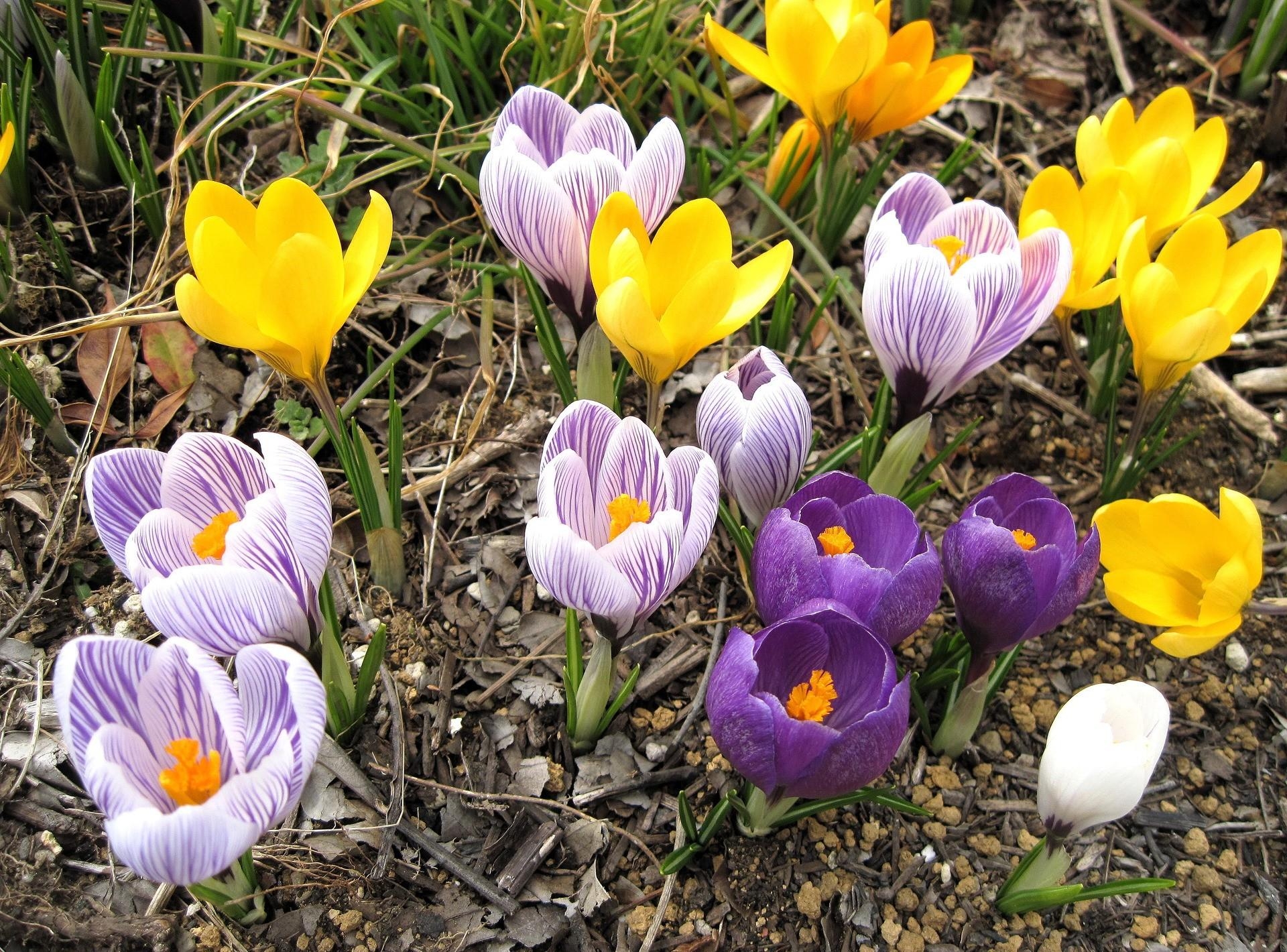 59701 скачать картинку весна, первоцвет, крокусы, цветы, распущенные - обои и заставки бесплатно
