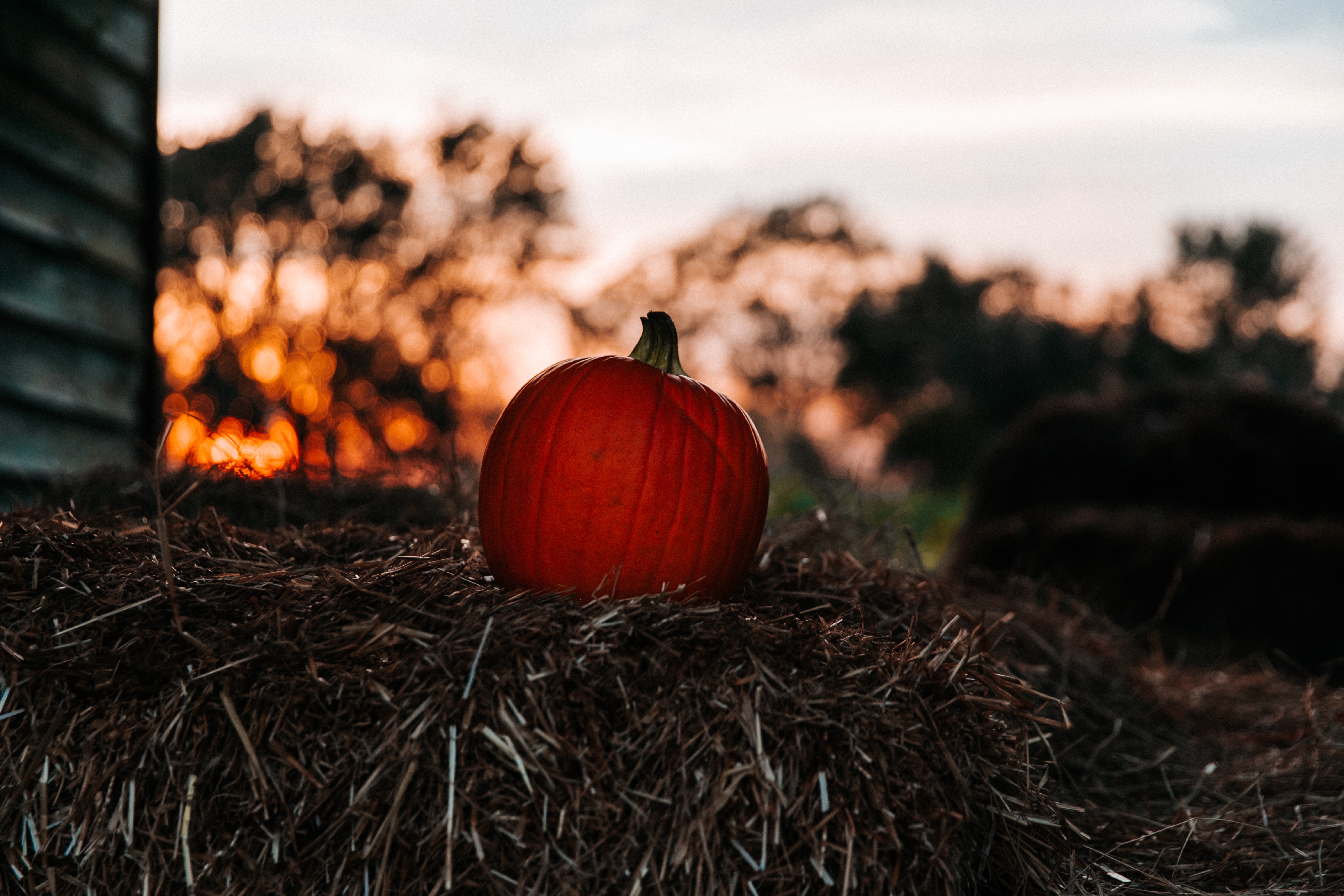 autumn, pumpkin, miscellanea, miscellaneous, blur, smooth, hay