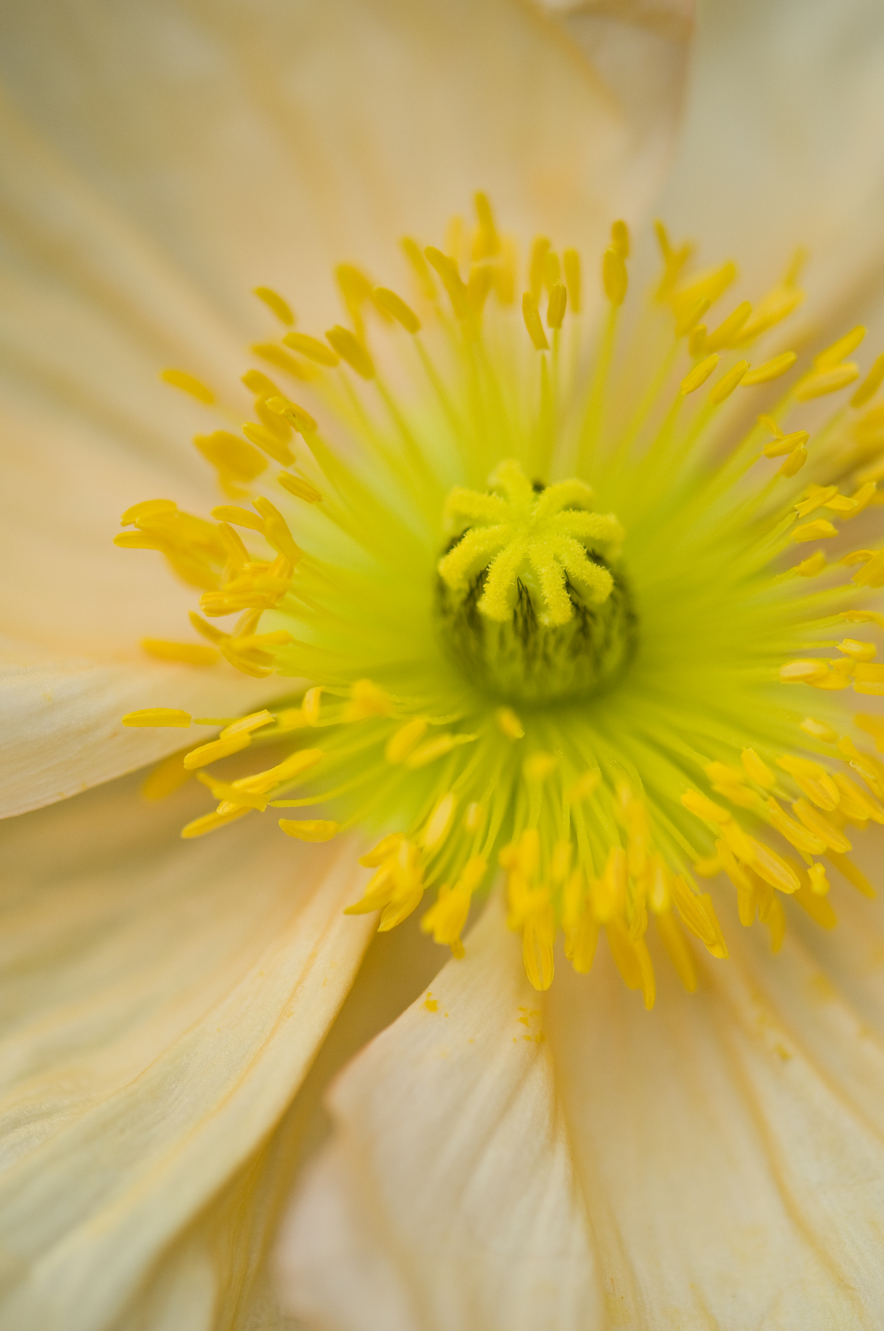 100765 télécharger l'image jaune, fleur, macro, fermer, gros plan, pollen, pilon - fonds d'écran et économiseurs d'écran gratuits
