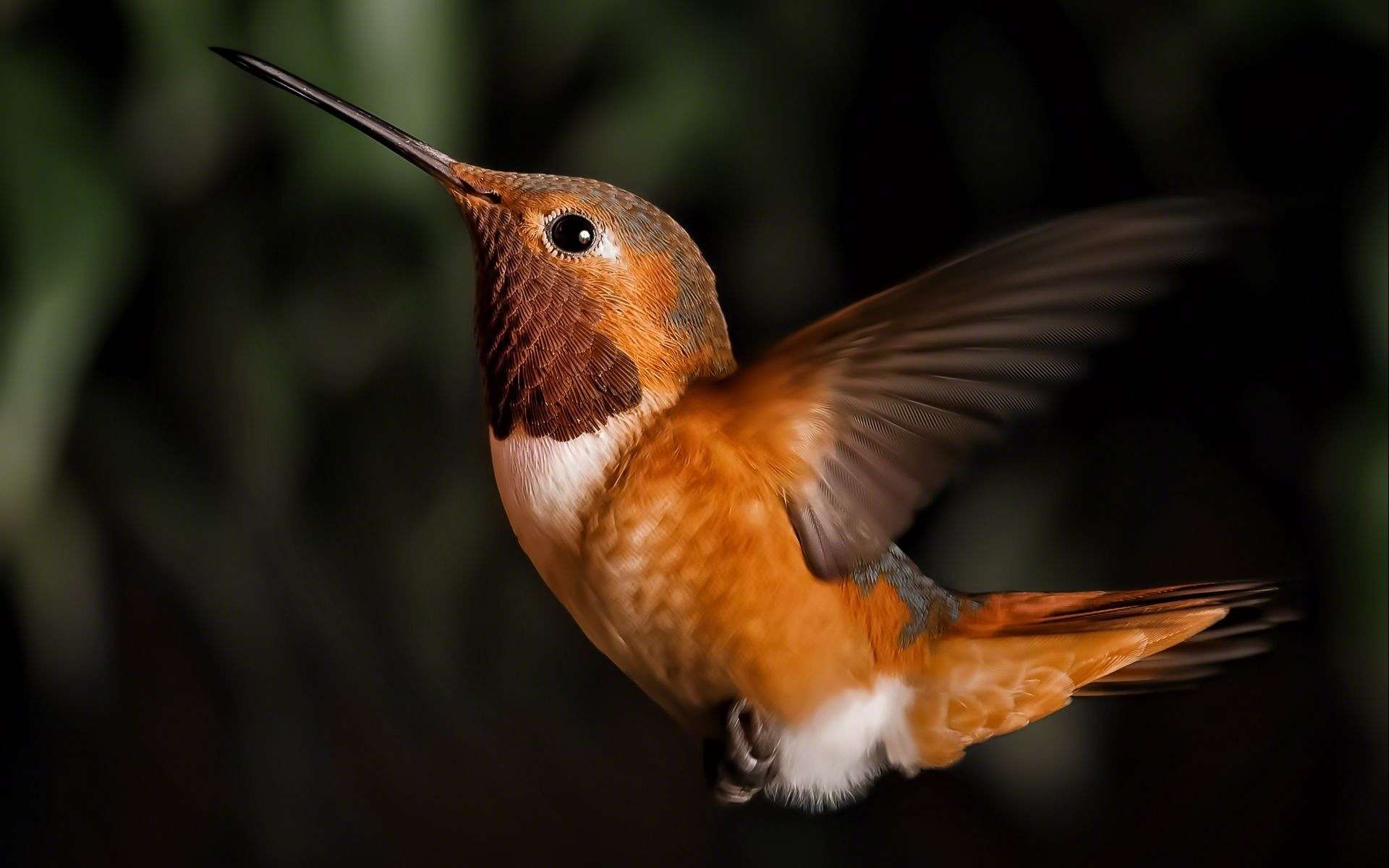 276481 descargar imagen colibrí, animales, ave, aves: fondos de pantalla y protectores de pantalla gratis