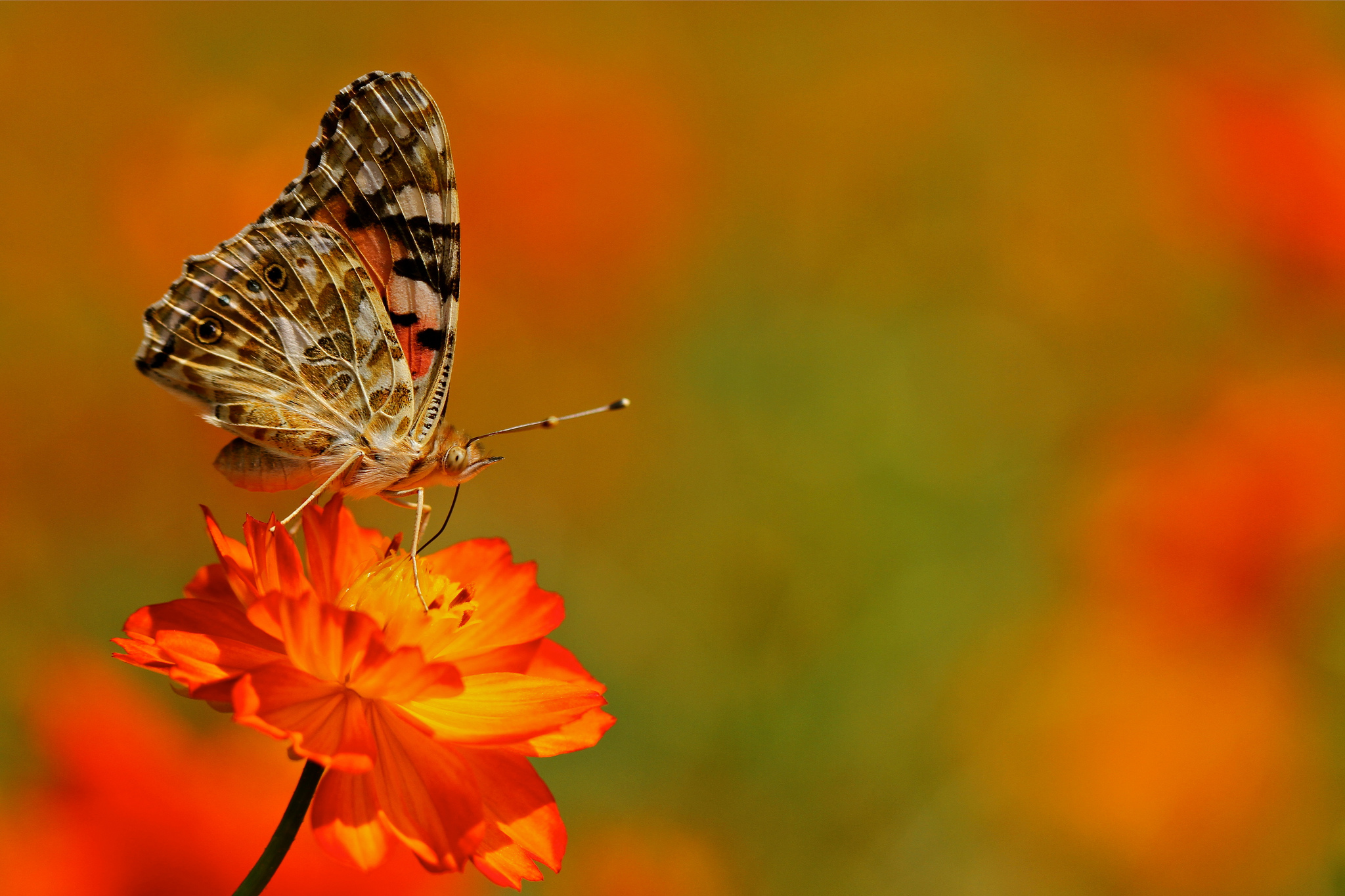 Téléchargez gratuitement l'image Animaux, Fleur, Papillon, Couleur Orange) sur le bureau de votre PC