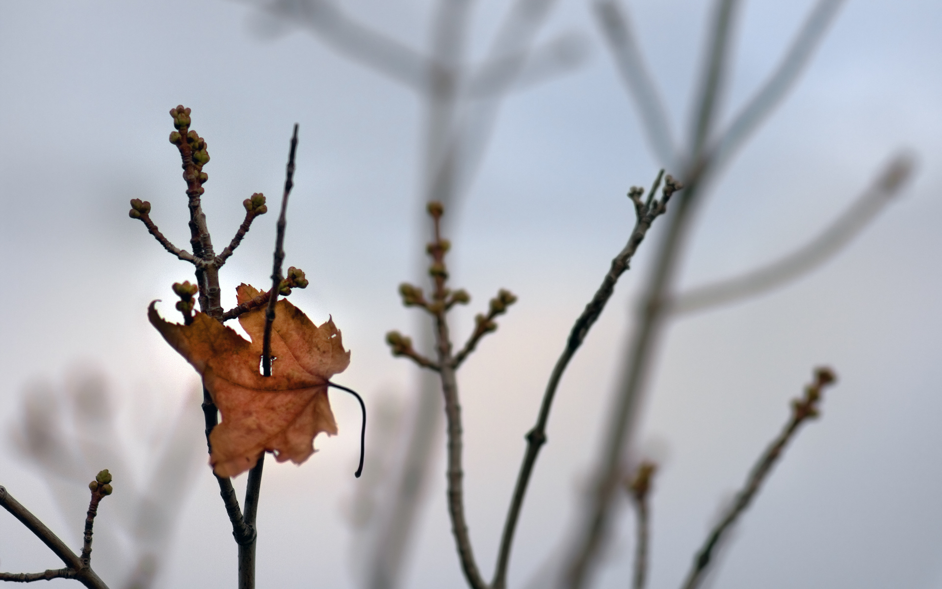 Baixe gratuitamente a imagem Outono, Folha, Fotografia, Terra/natureza na área de trabalho do seu PC