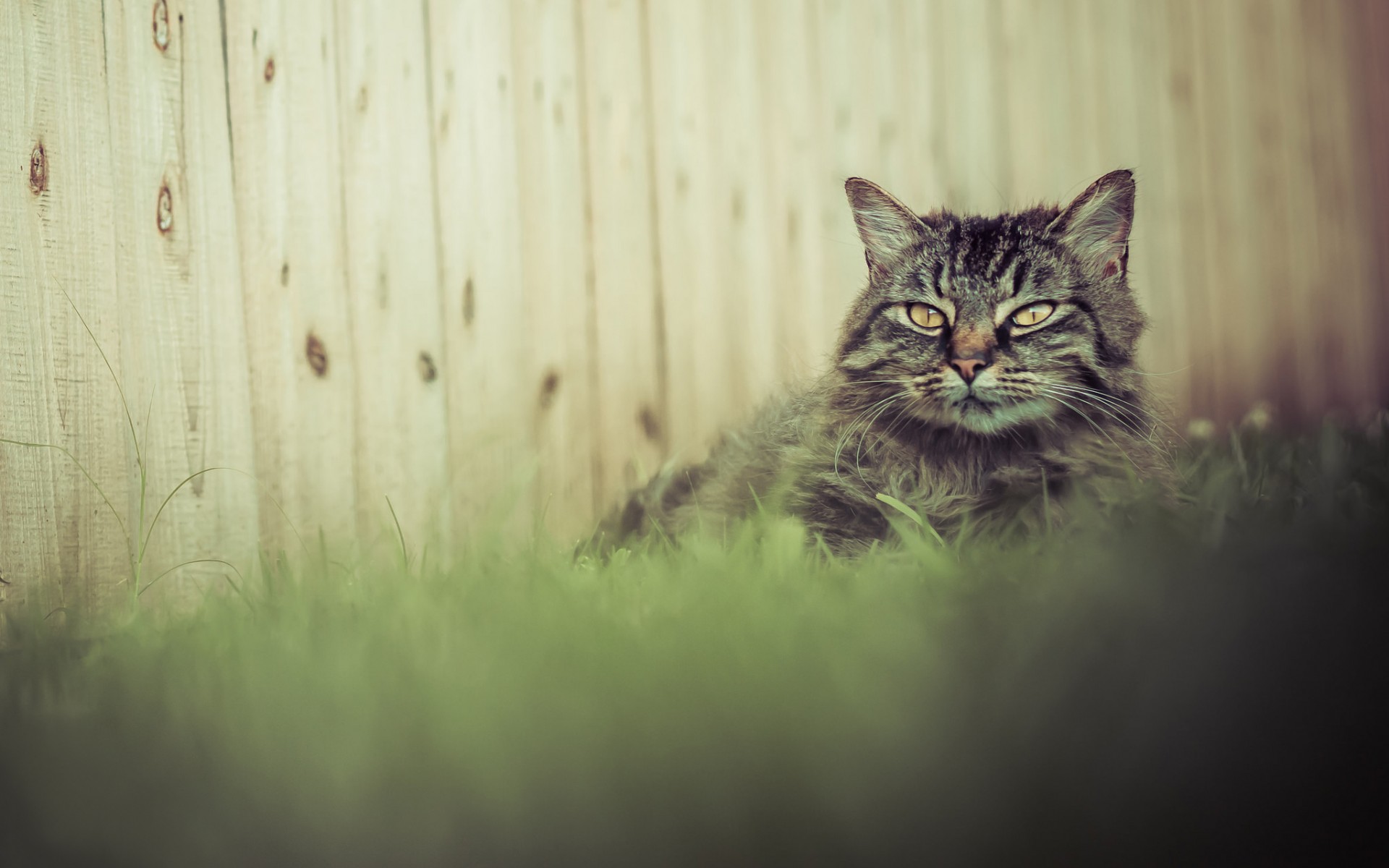 Baixe gratuitamente a imagem Animais, Gatos, Gato na área de trabalho do seu PC