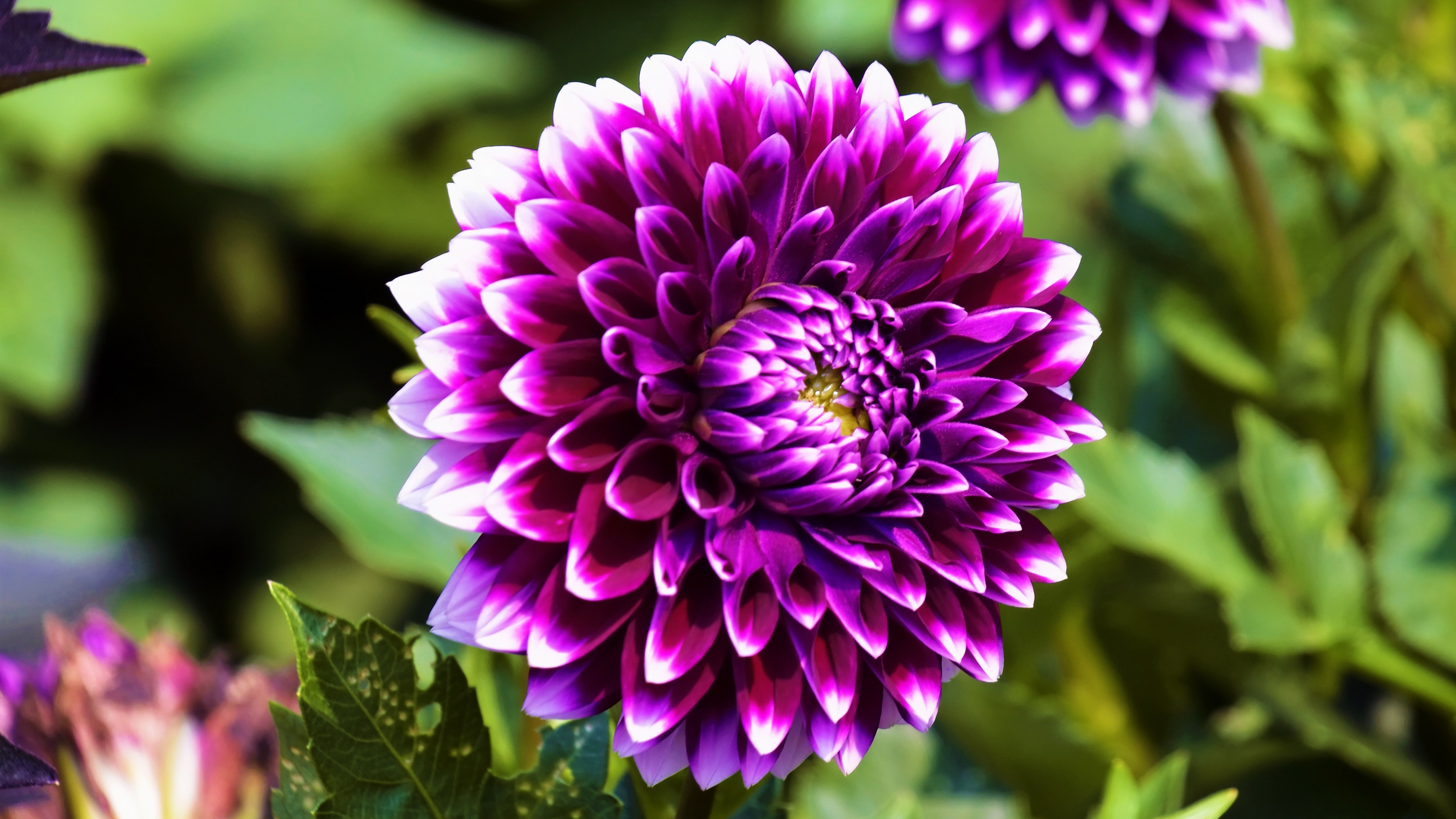PCデスクトップにフラワーズ, 花, 地球, ダリア, 紫色の花画像を無料でダウンロード