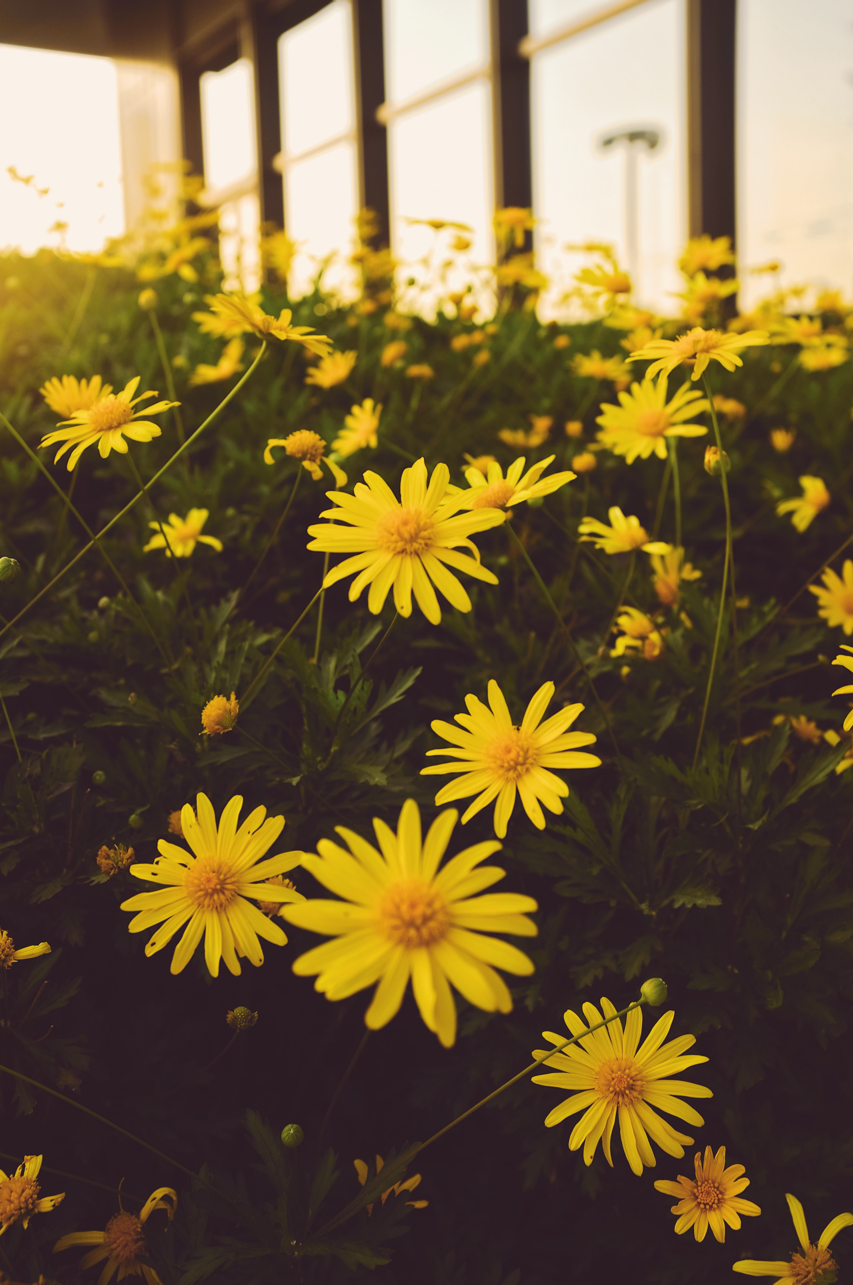 Скачать картинку Желтый, Растение, Цветы, Цветение в телефон бесплатно.