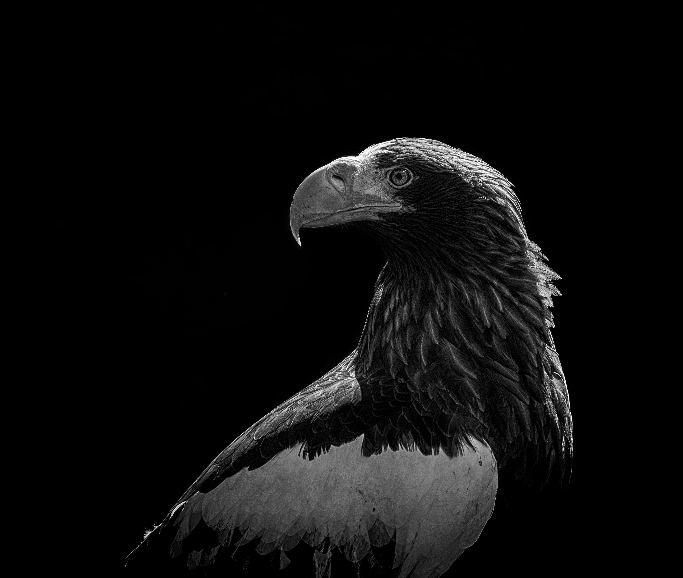 126362 descargar fondo de pantalla águila, depredador, negro, pájaro, bw, chb: protectores de pantalla e imágenes gratis