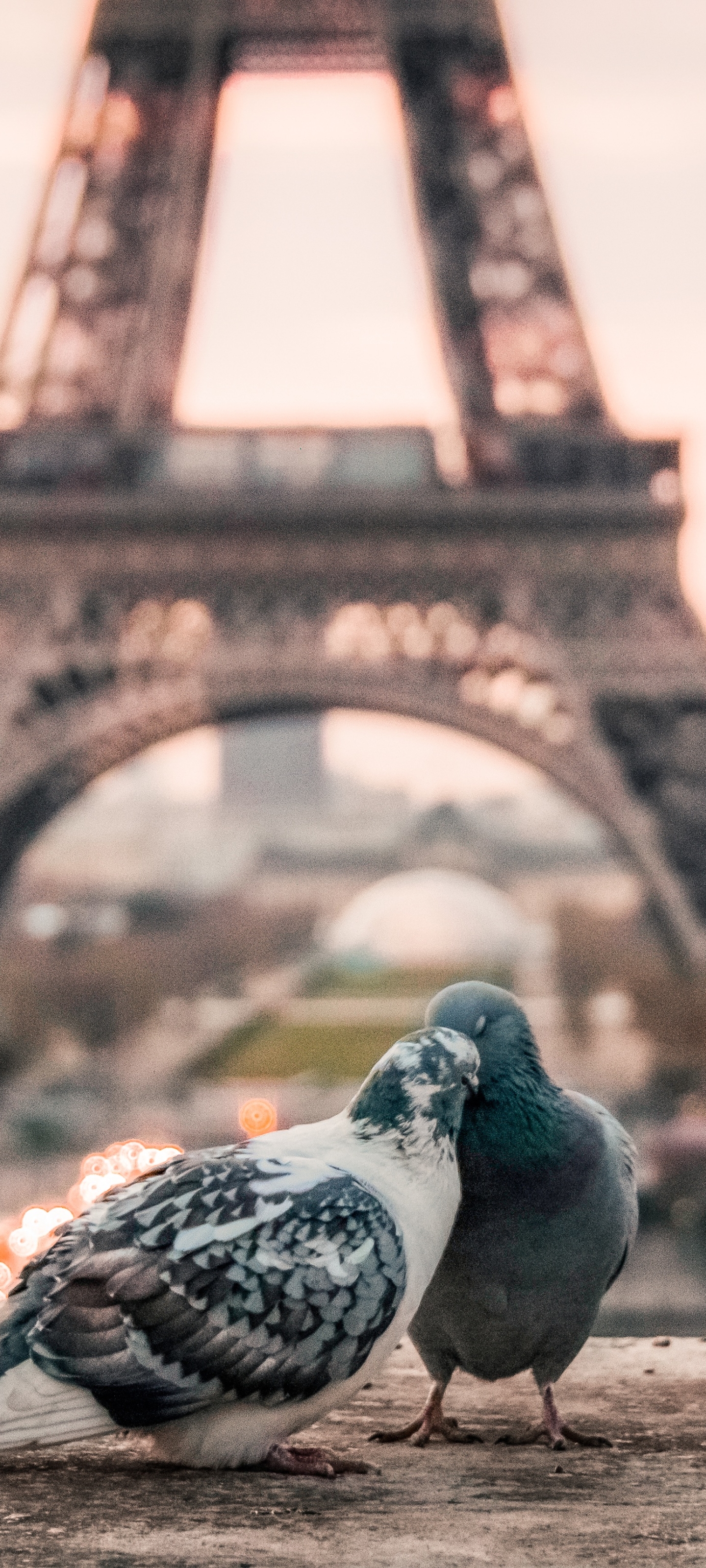 Download mobile wallpaper Birds, Bird, Couple, Animal, Pigeon, Depth Of Field for free.