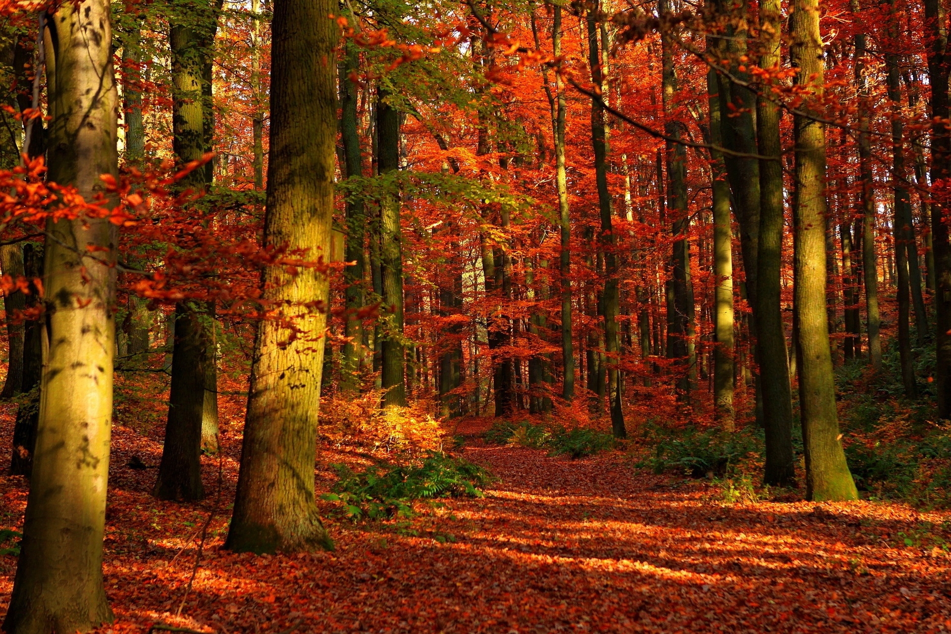 75605 descargar fondo de pantalla naturaleza, bosque, árboles, otoño, hojas, rojo, holguras, boquetes: protectores de pantalla e imágenes gratis