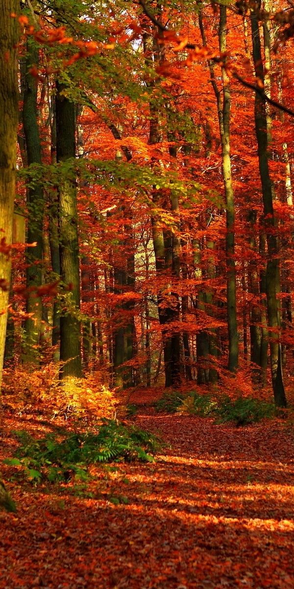 t-l-charger-gratuitement-le-fond-d-cran-automne-pour-votre-t-l-phone