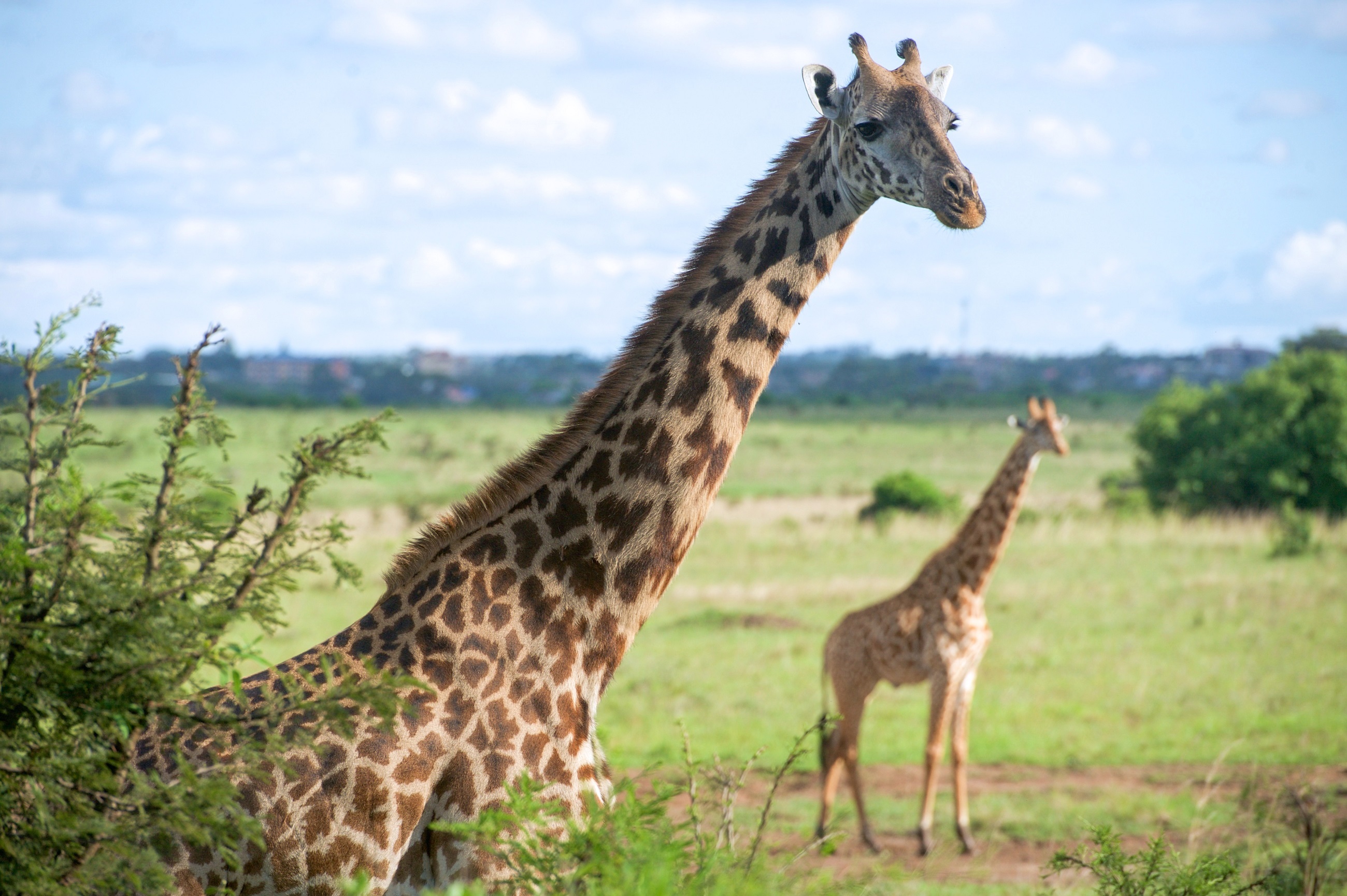 Скачать картинку Животные, Африка, Млекопитающее, Жирафа в телефон бесплатно.