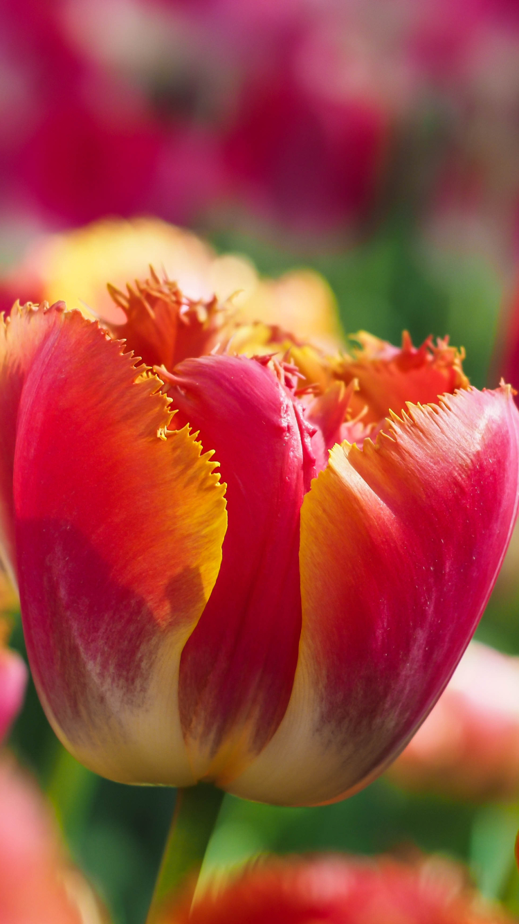 Download mobile wallpaper Nature, Flowers, Flower, Bud, Blur, Close Up, Earth, Tulip for free.